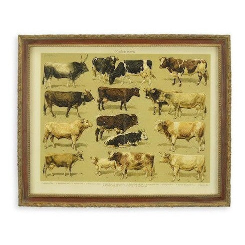 Vintage Cattle Breed Chart | Framed Animal Wall Decor | Gift Idea