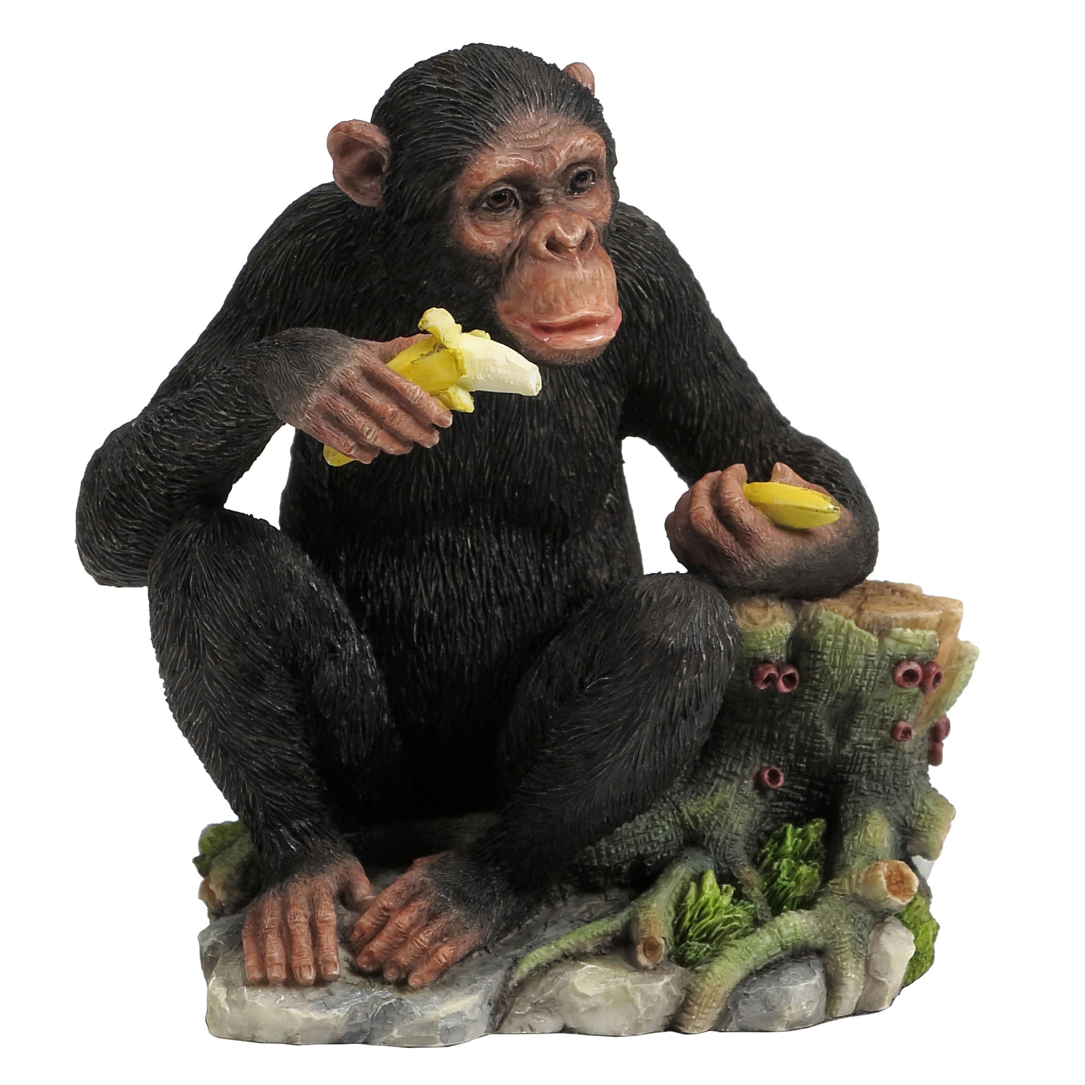 Chimpanzee Eating Bananas By Tree Stump