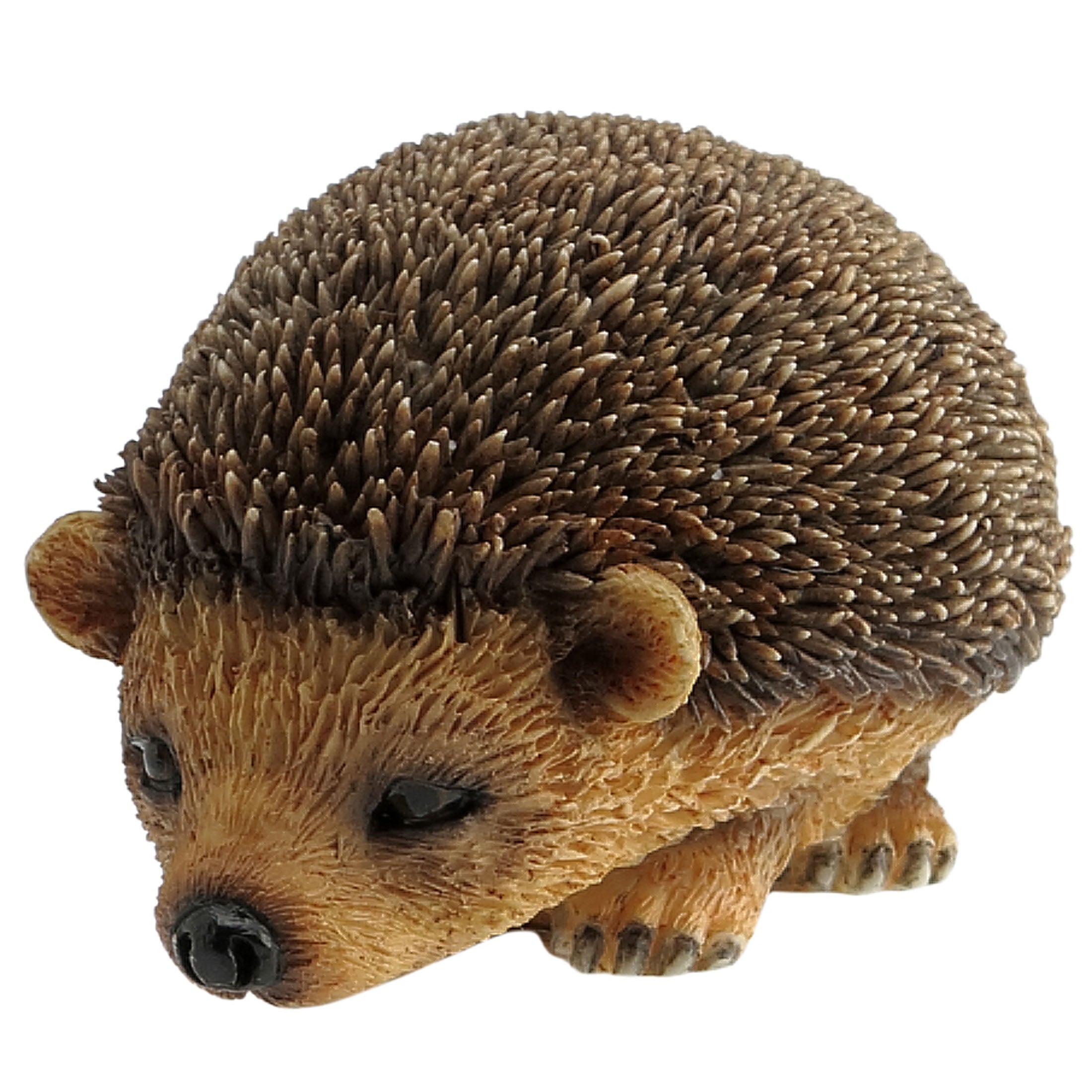 Baby Hedgehog