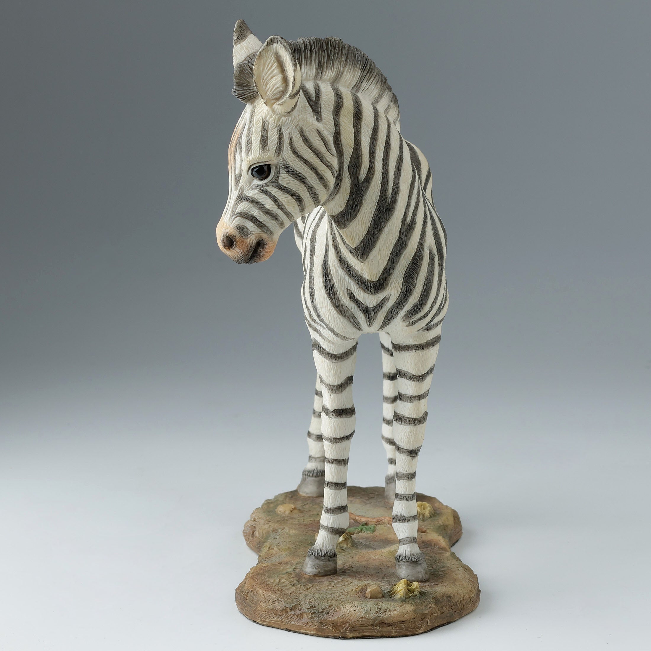 Baby Zebra