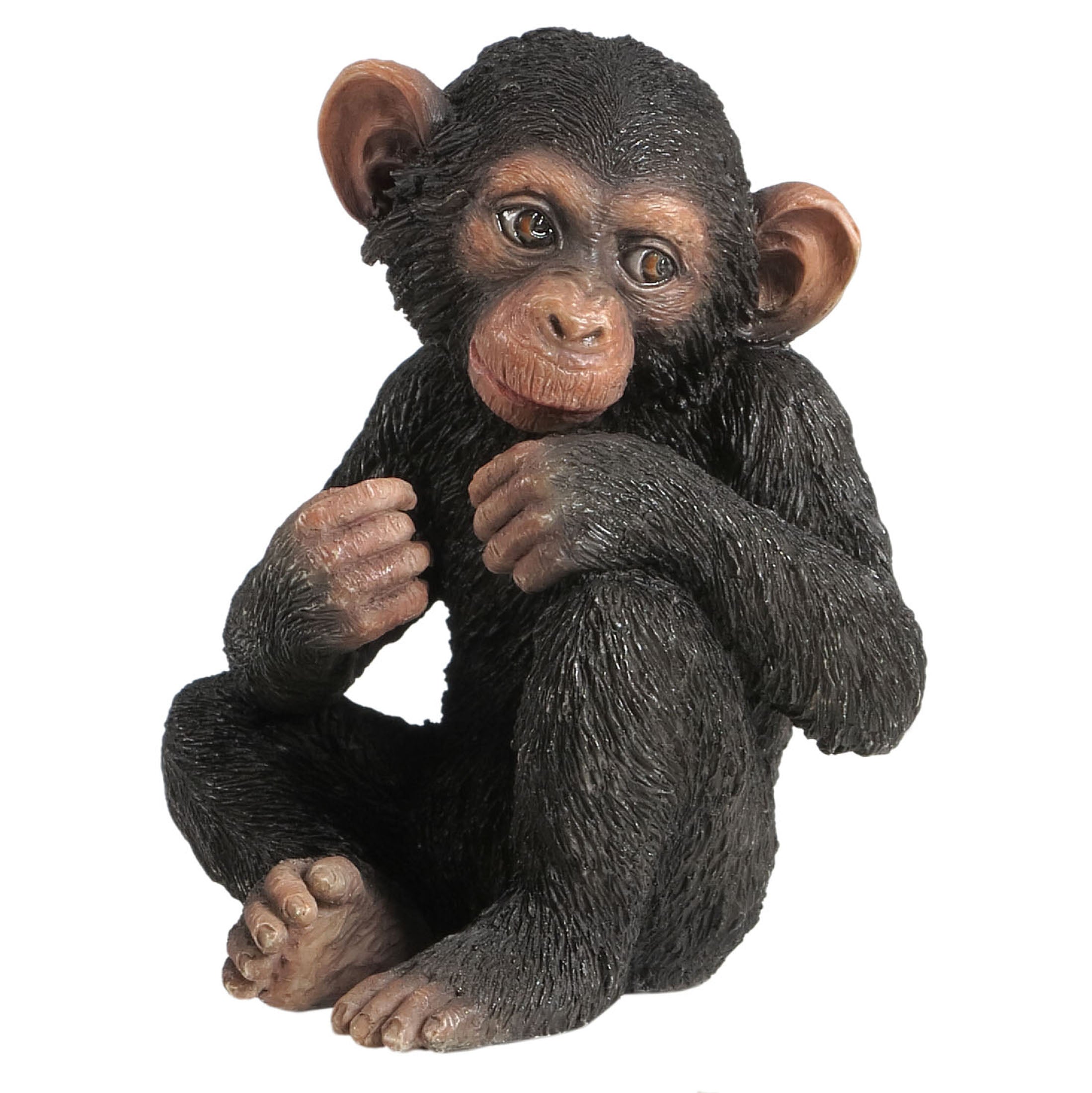 Baby Chimpanzee