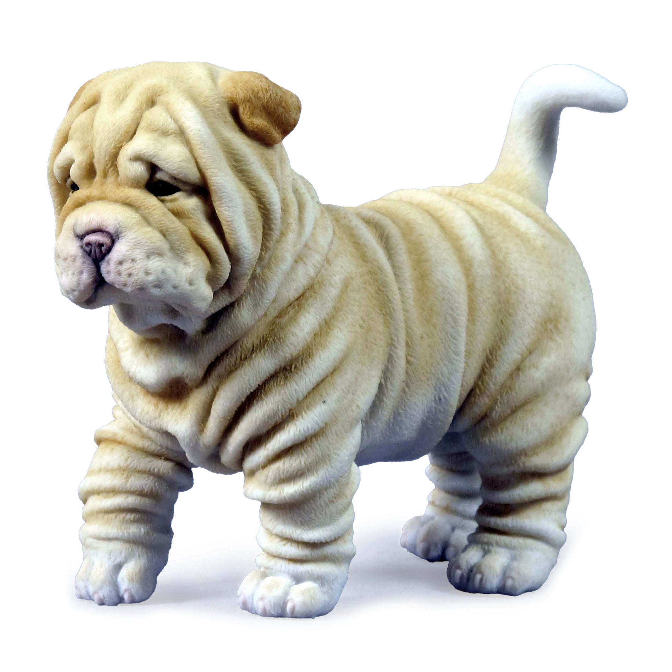 Shar Pei Puppy