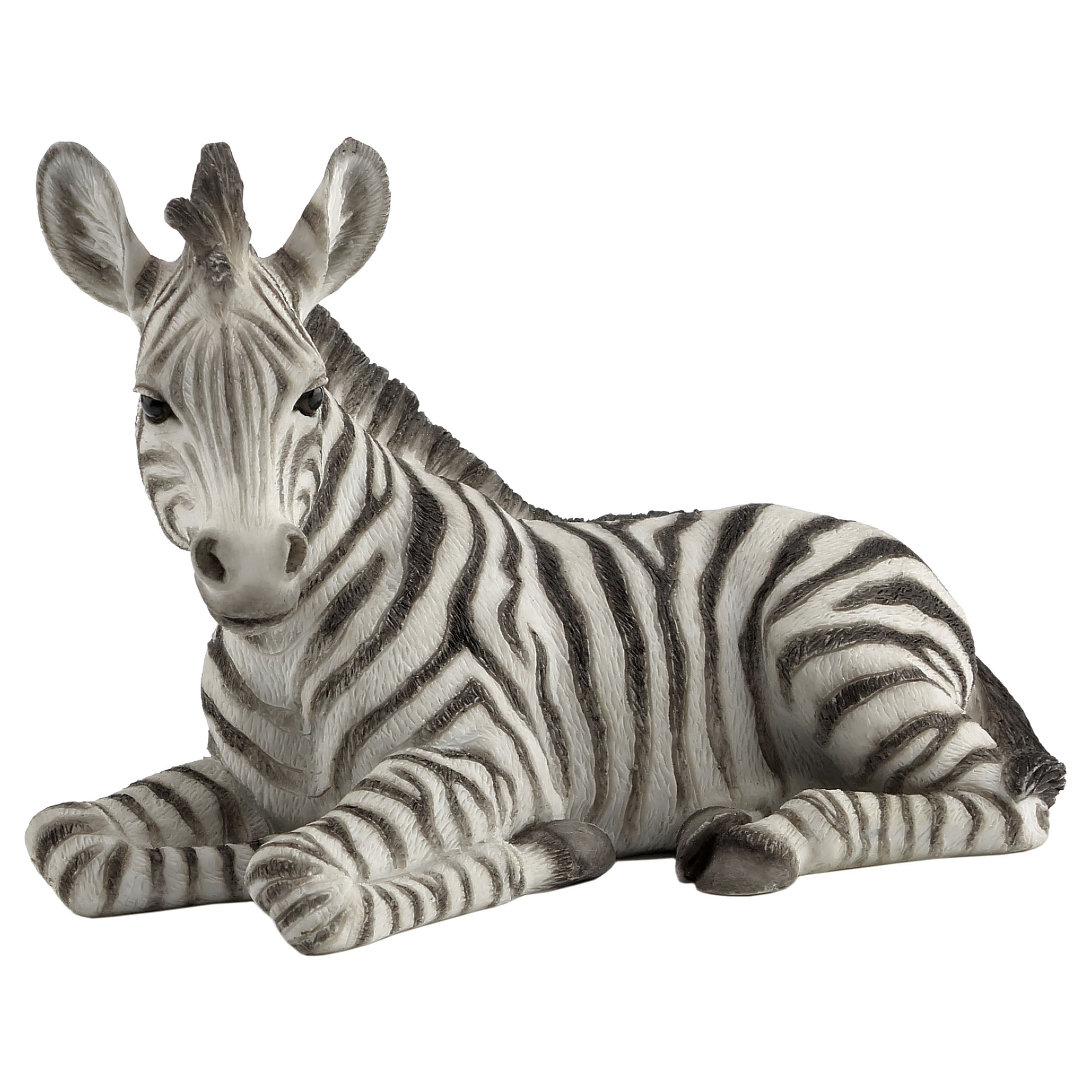 Baby Zebra Kneeling