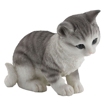 Tabby Kitten Sitting And Looking Down