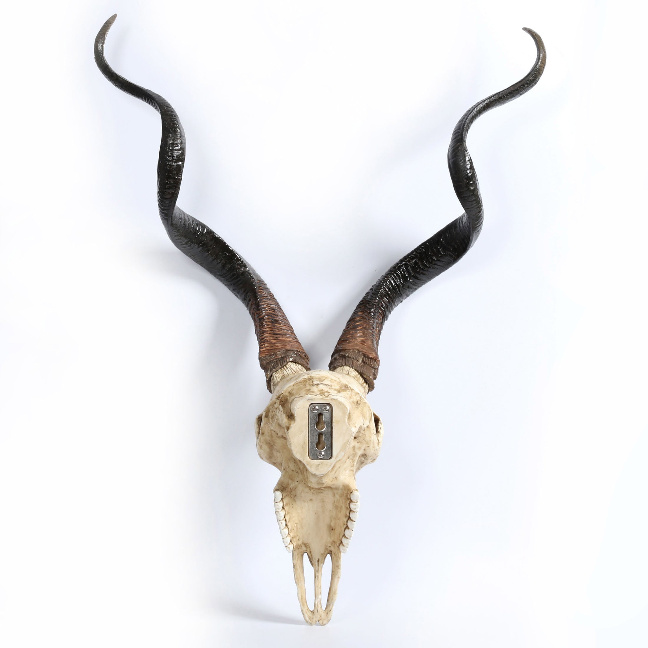 Kudu Skull Wall Plaque (Color)