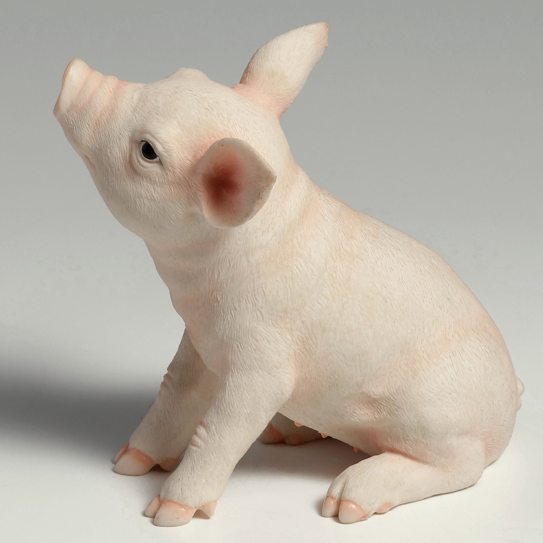 Baby Pig