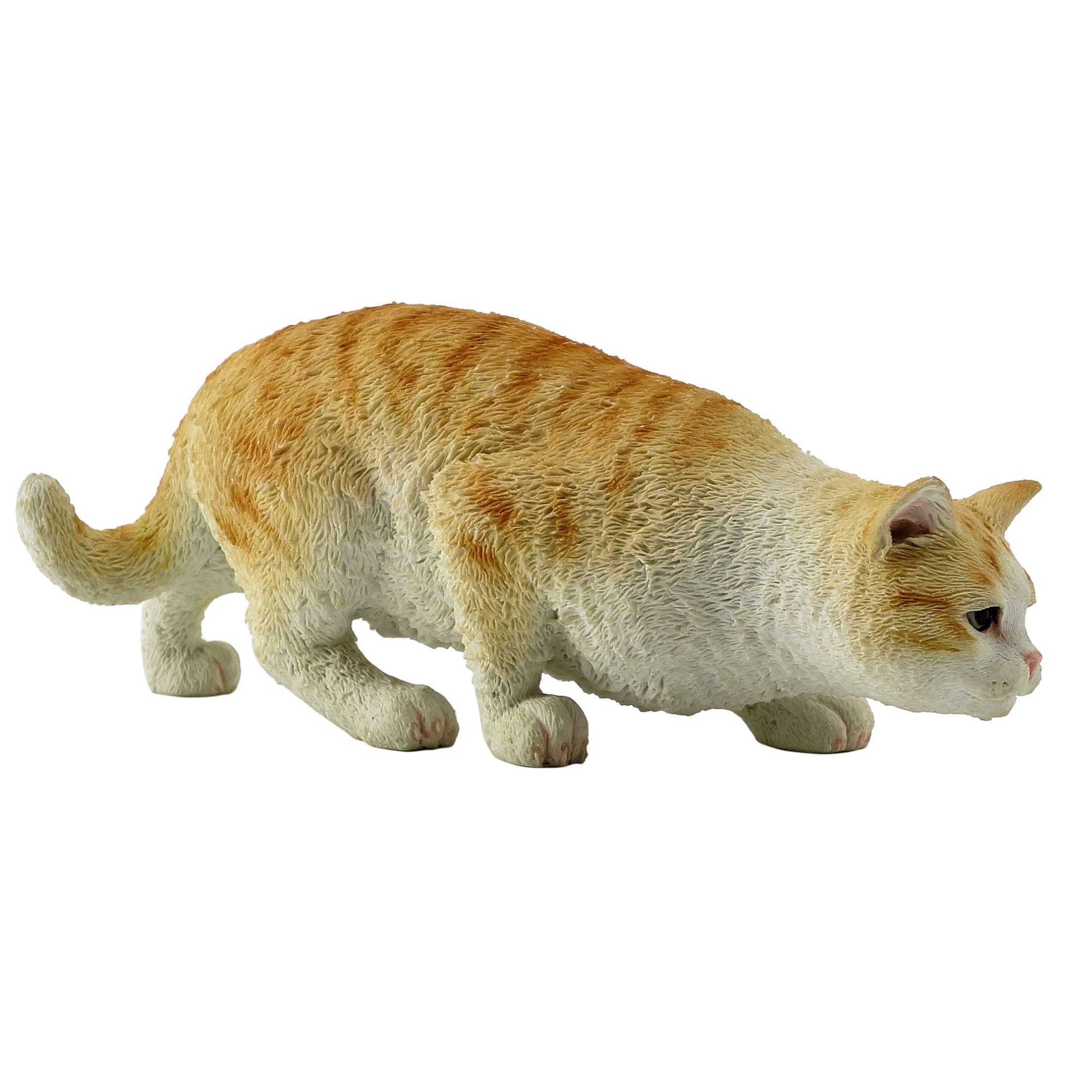American Shorthair Tabby Cream and Orange