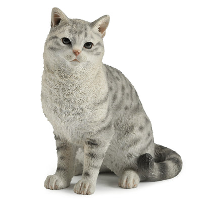 American Shorthair Tabby Spotted Gray