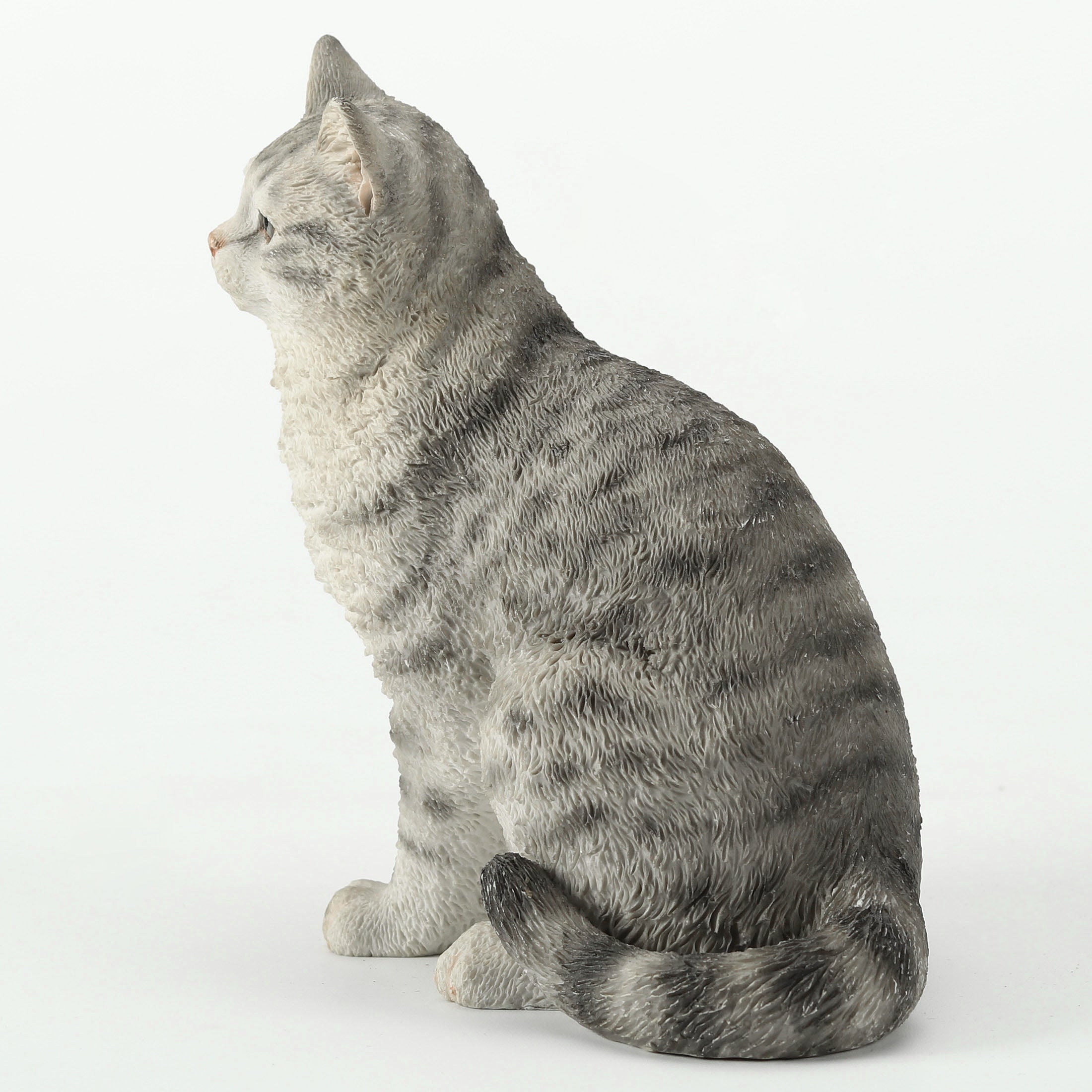 American Shorthair Tabby Spotted Gray