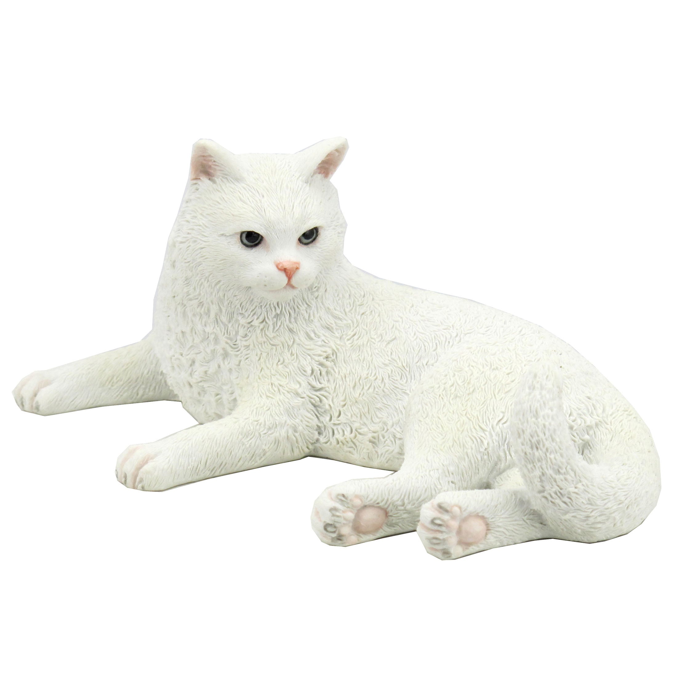 British Shorthair White