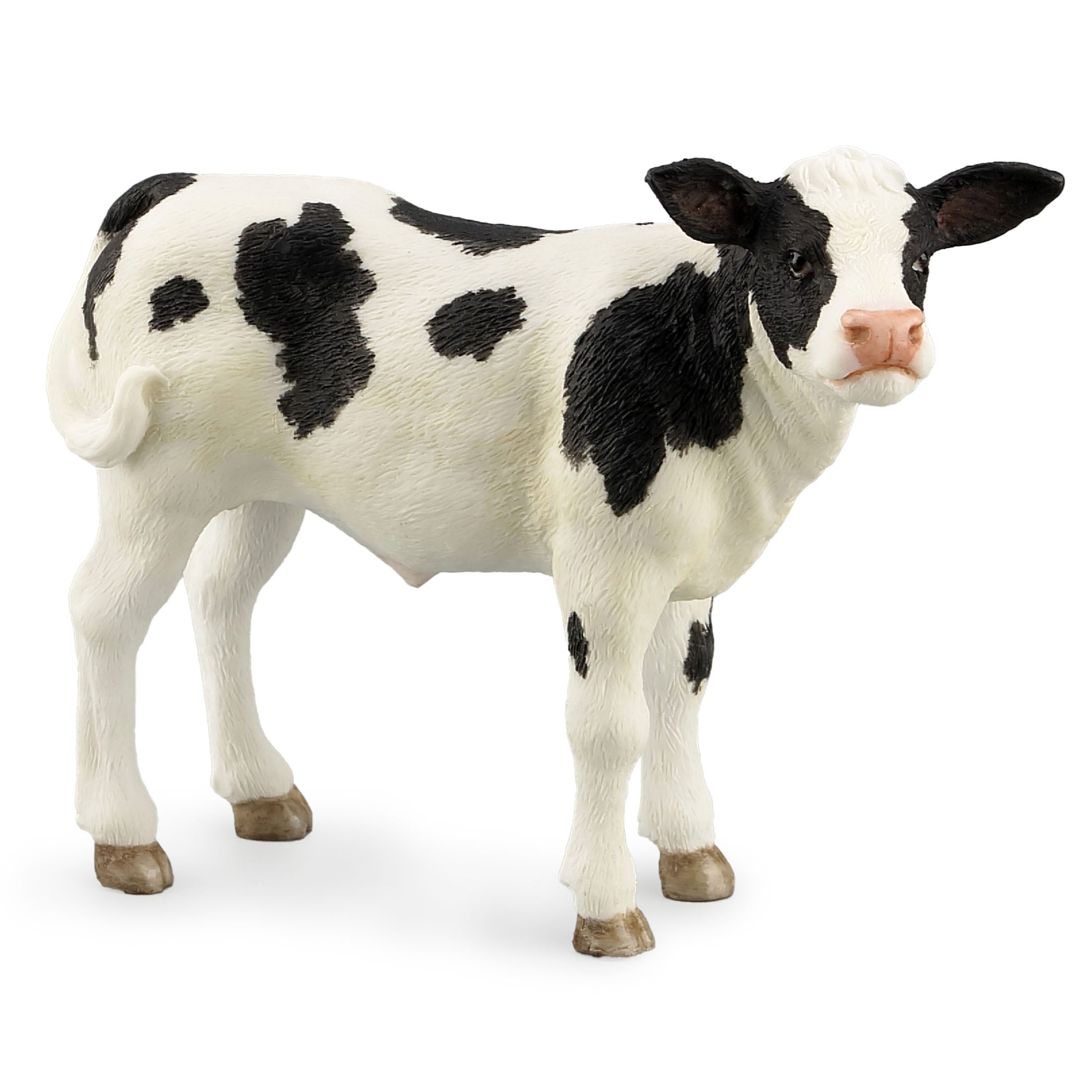 Holstein Calf