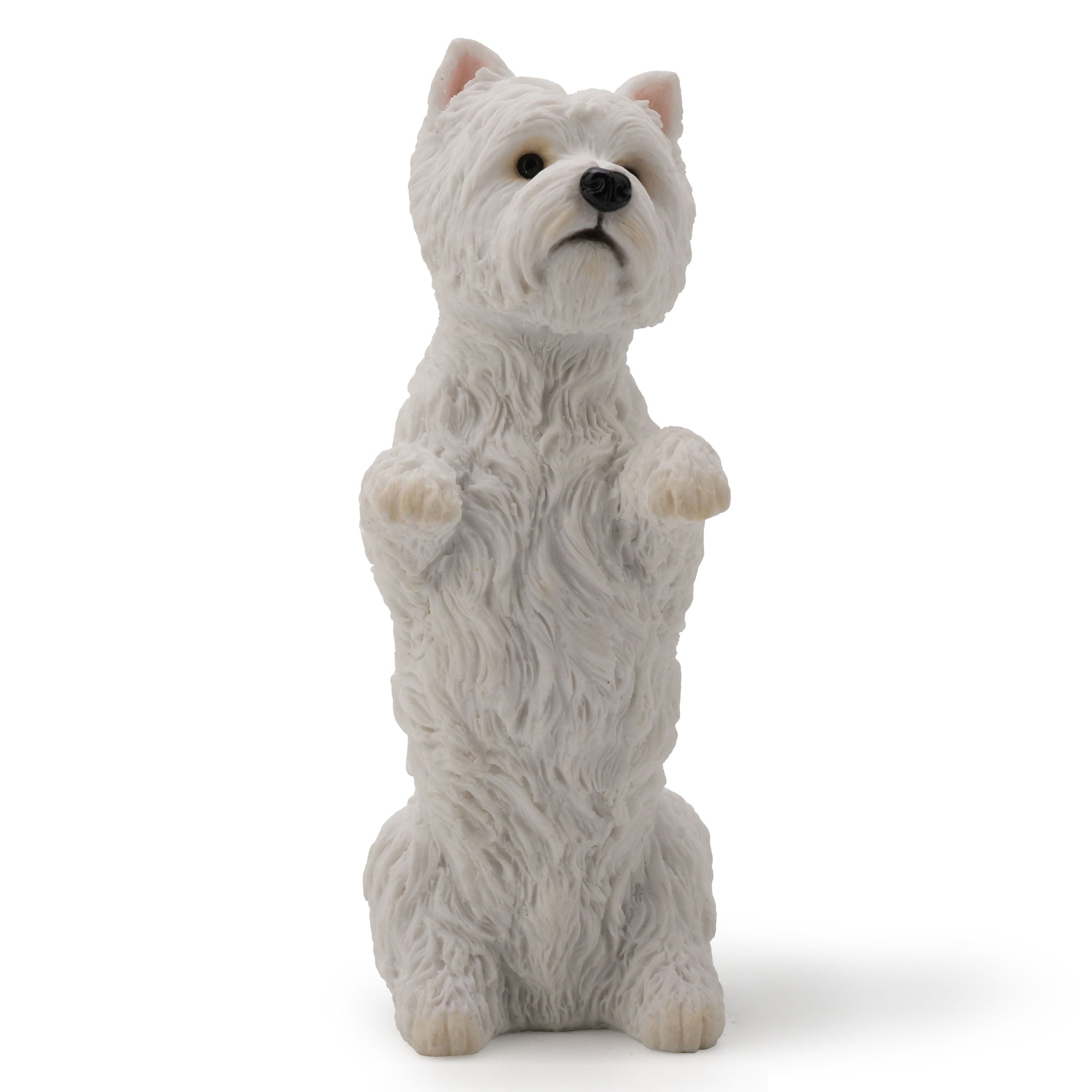 West Highland White Terrier Sitting Up