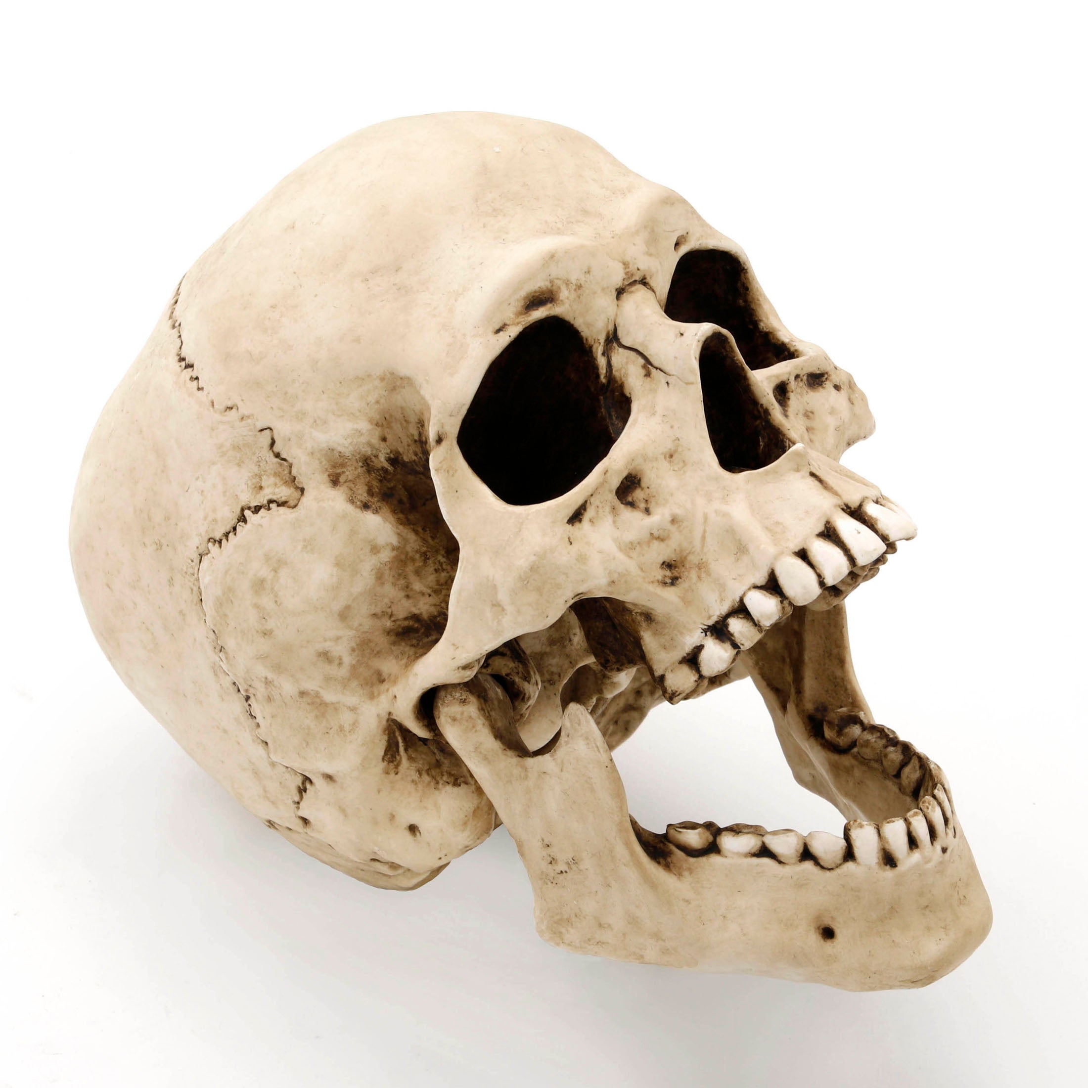 Human Skull (Motion Jaw)