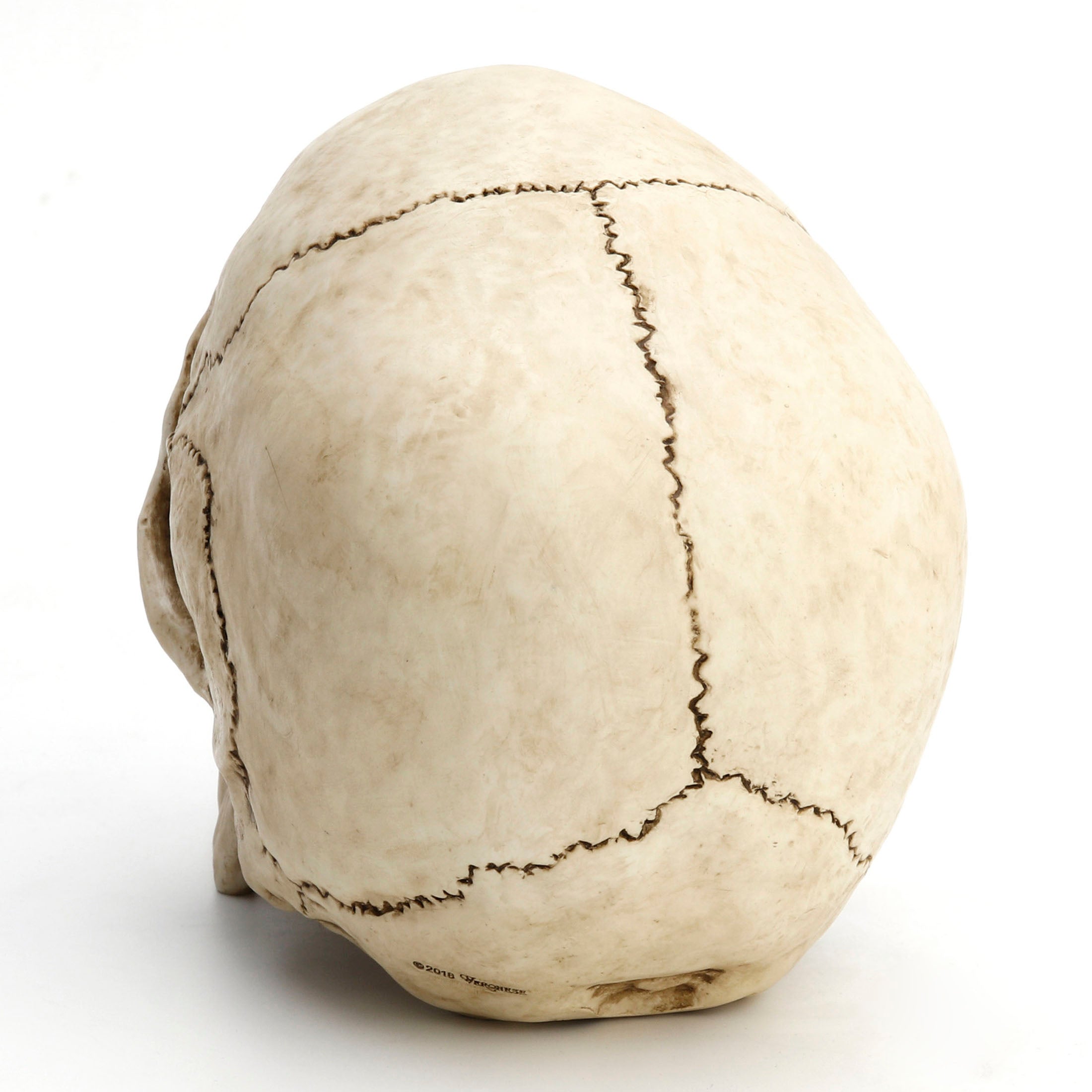 Human Skull (Fixed Jaw)