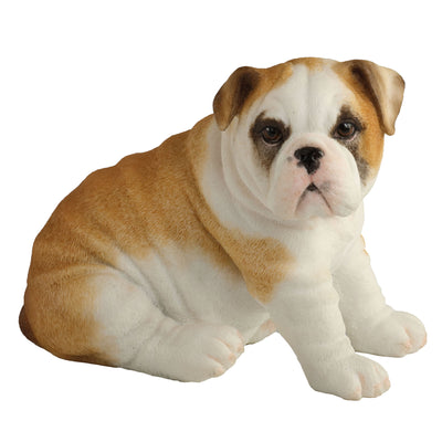 Bulldog Puppy Sitting