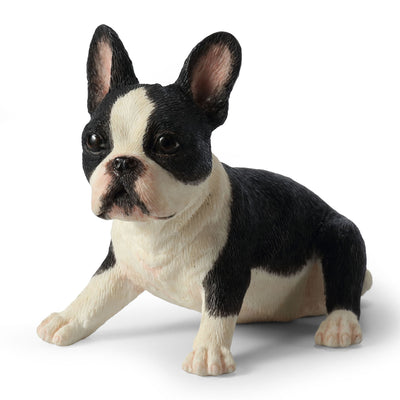 Boston Terrier Puppy