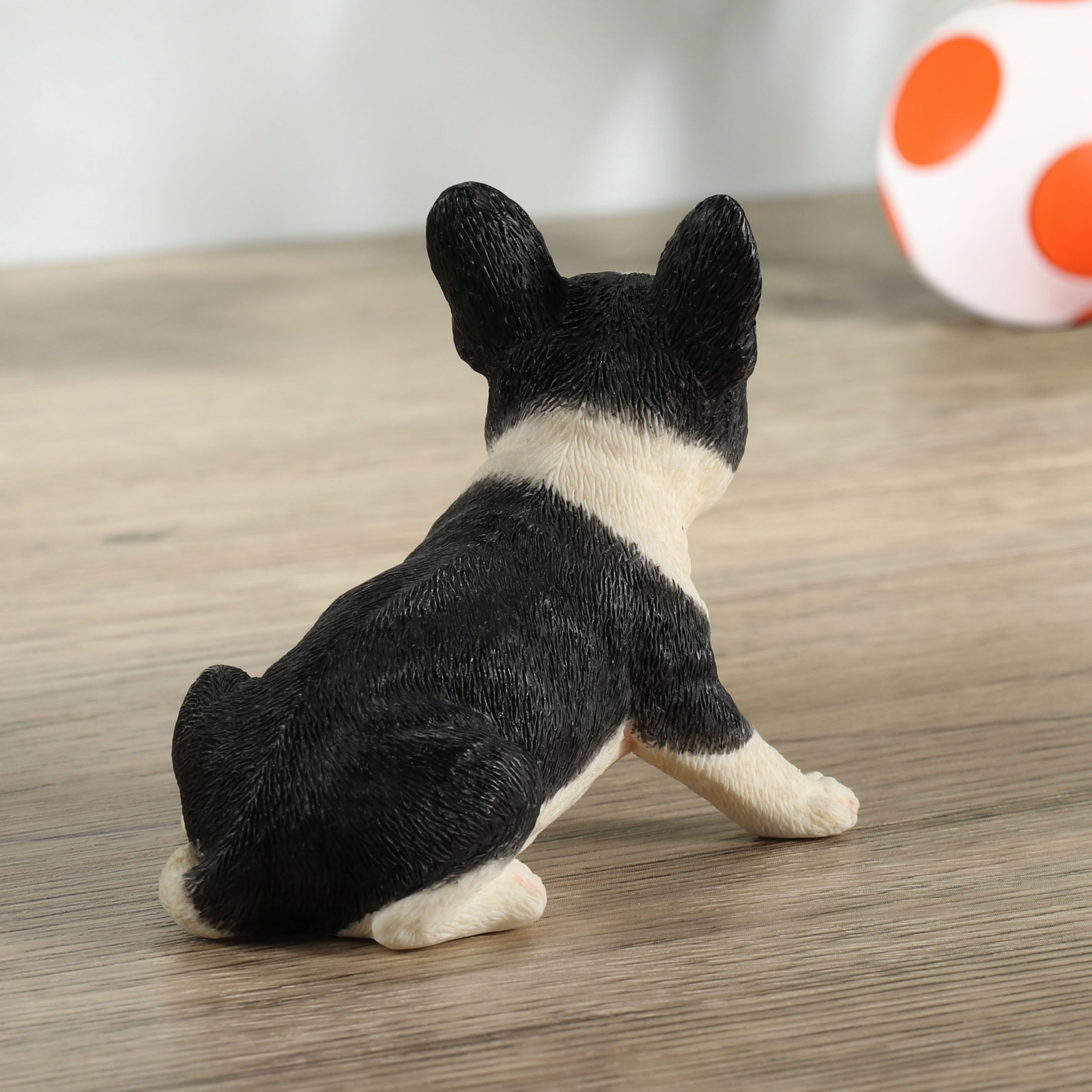 Boston Terrier Puppy