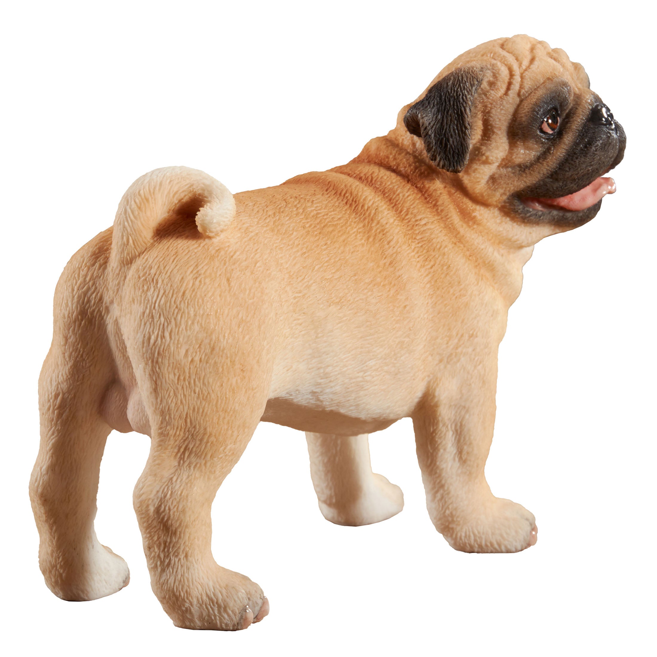Pug