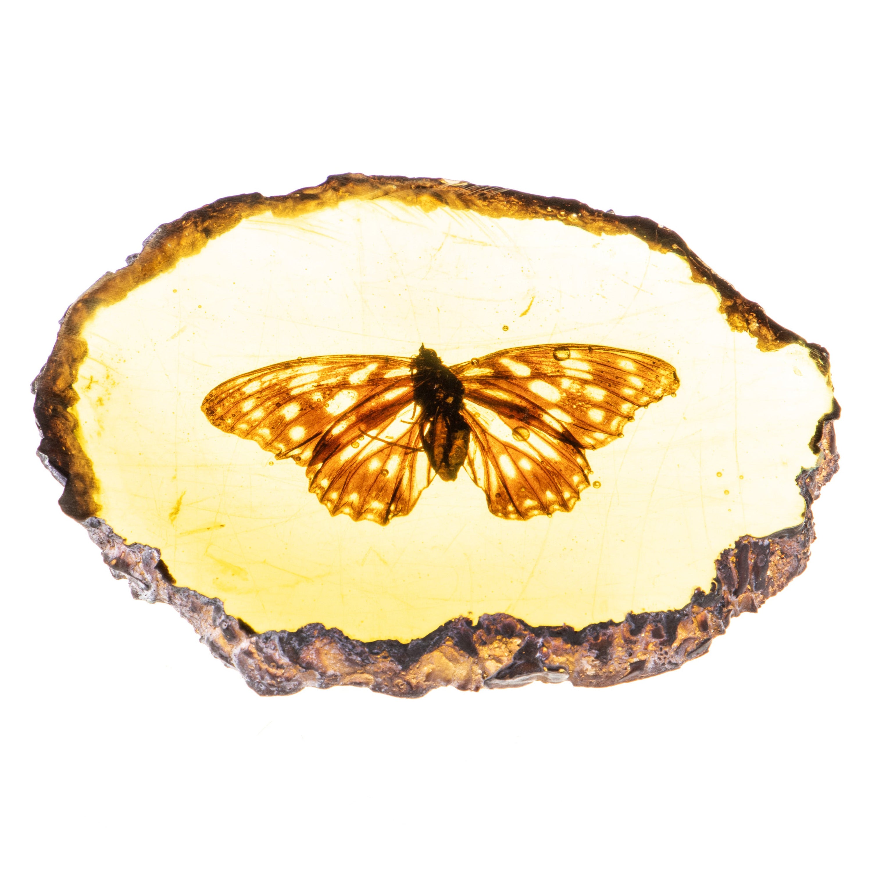 Resin imitation amber with real butterfly | Handcrafted Resin Decor