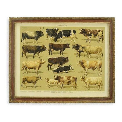Vintage Cattle Breed Chart | Framed Animal Wall Decor | Gift Idea