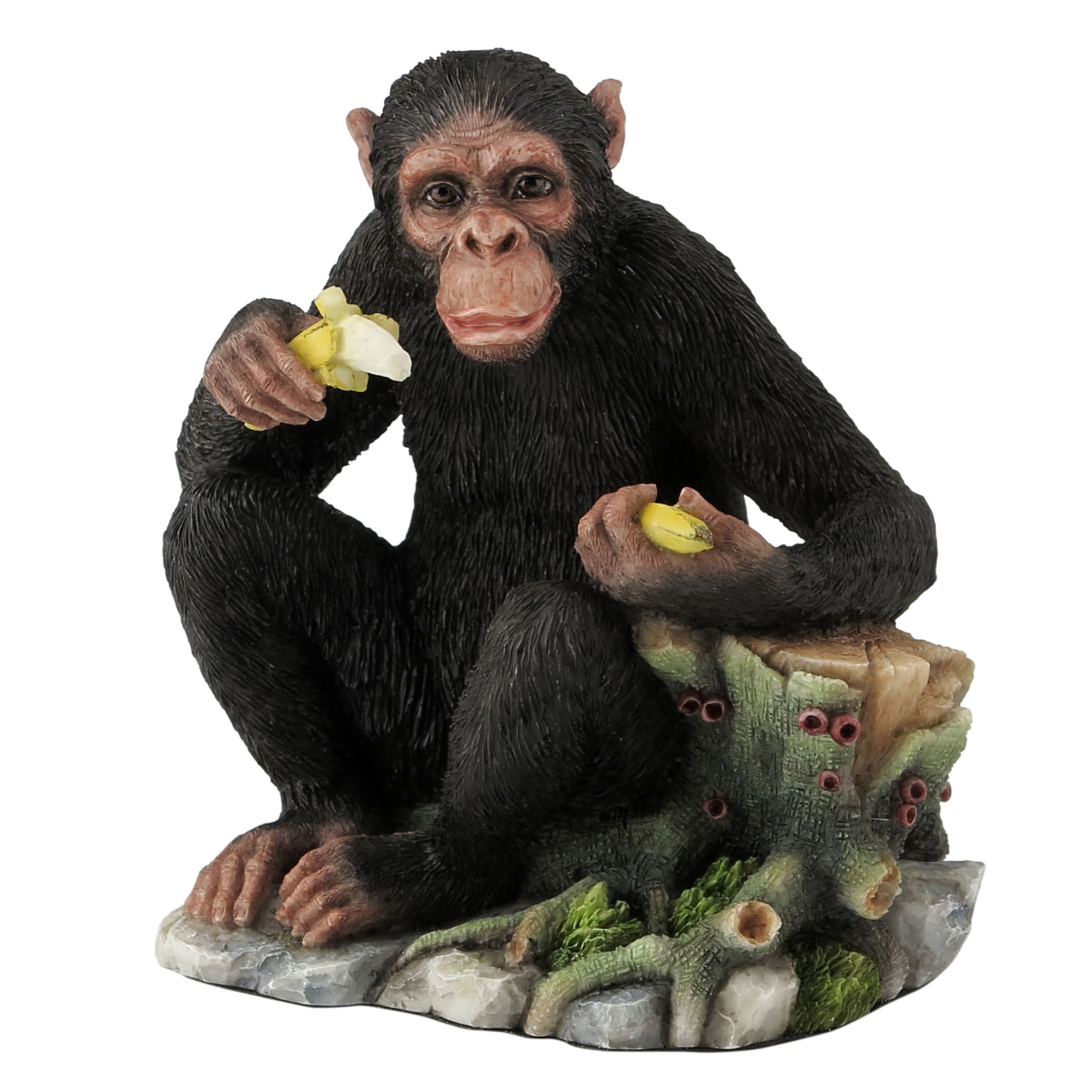 Chimpanzee Eating Bananas By Tree Stump