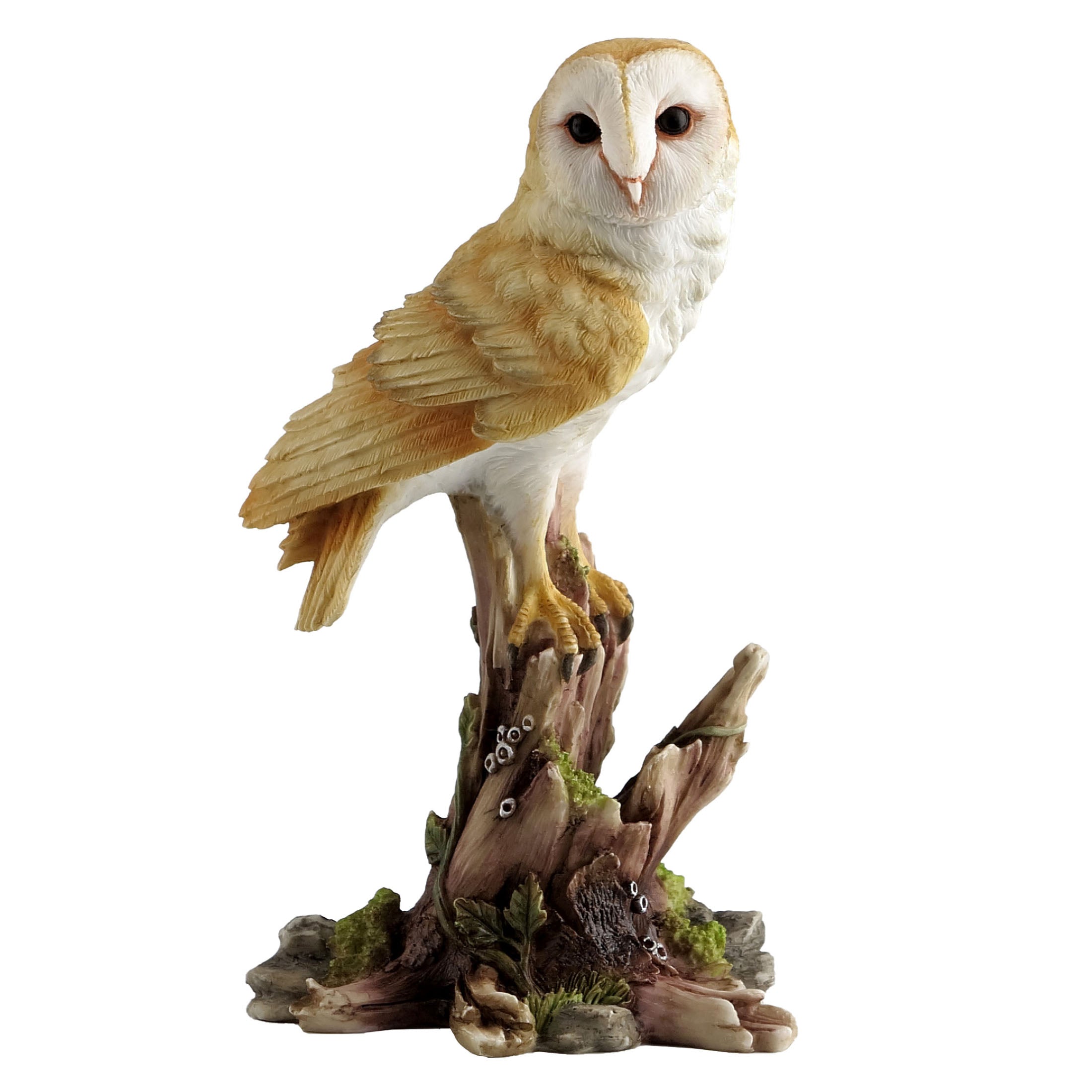 Barn Owl