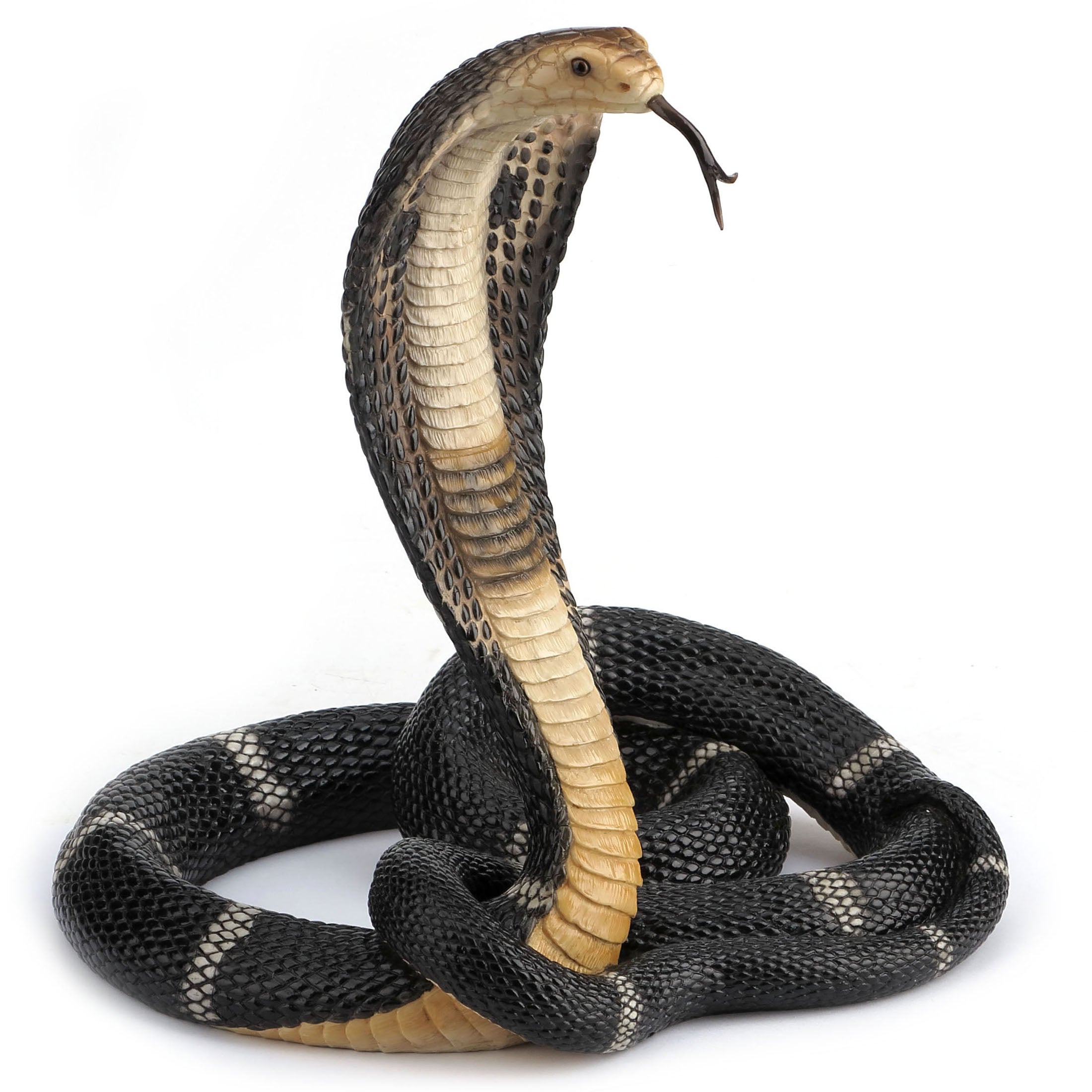King Cobra