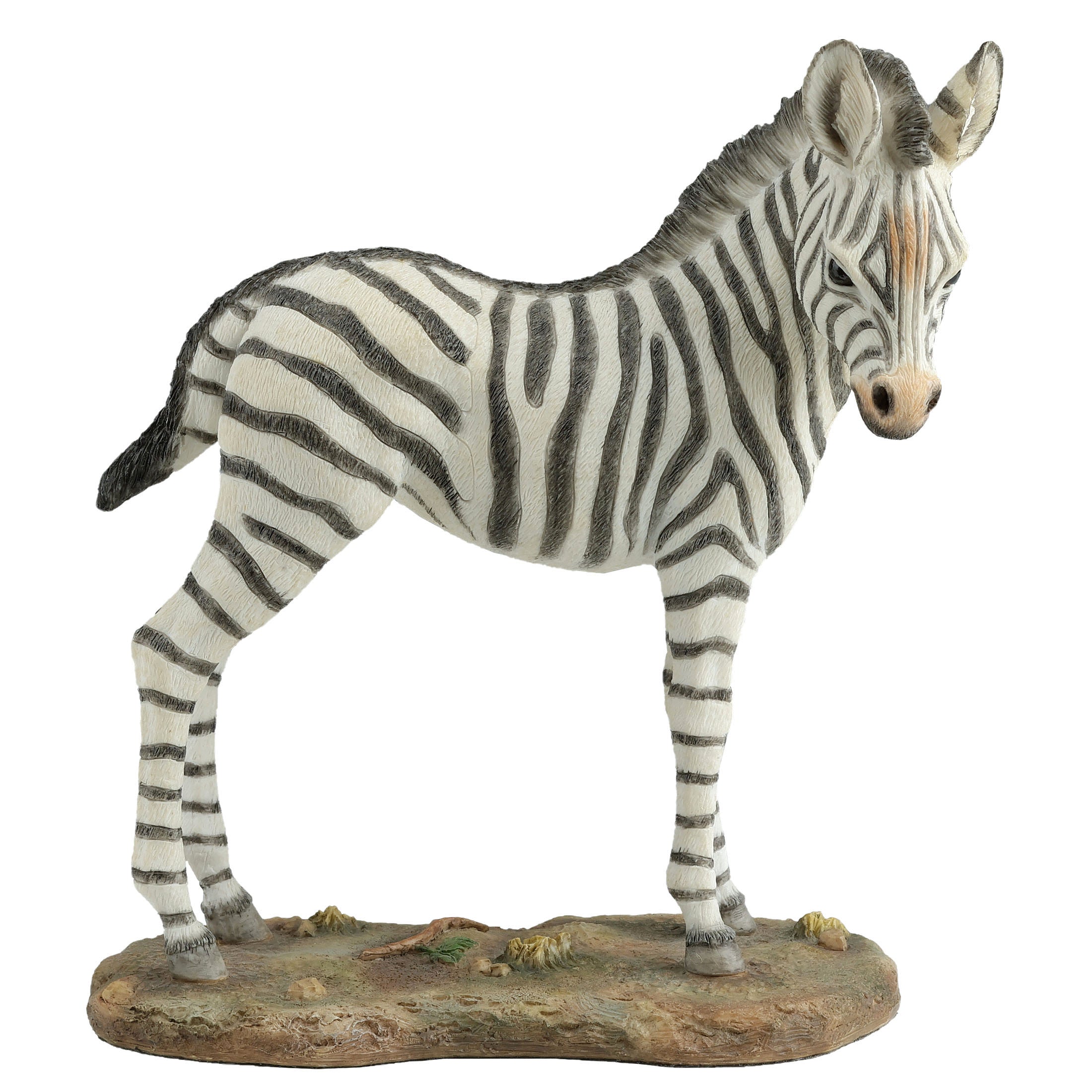 Baby Zebra