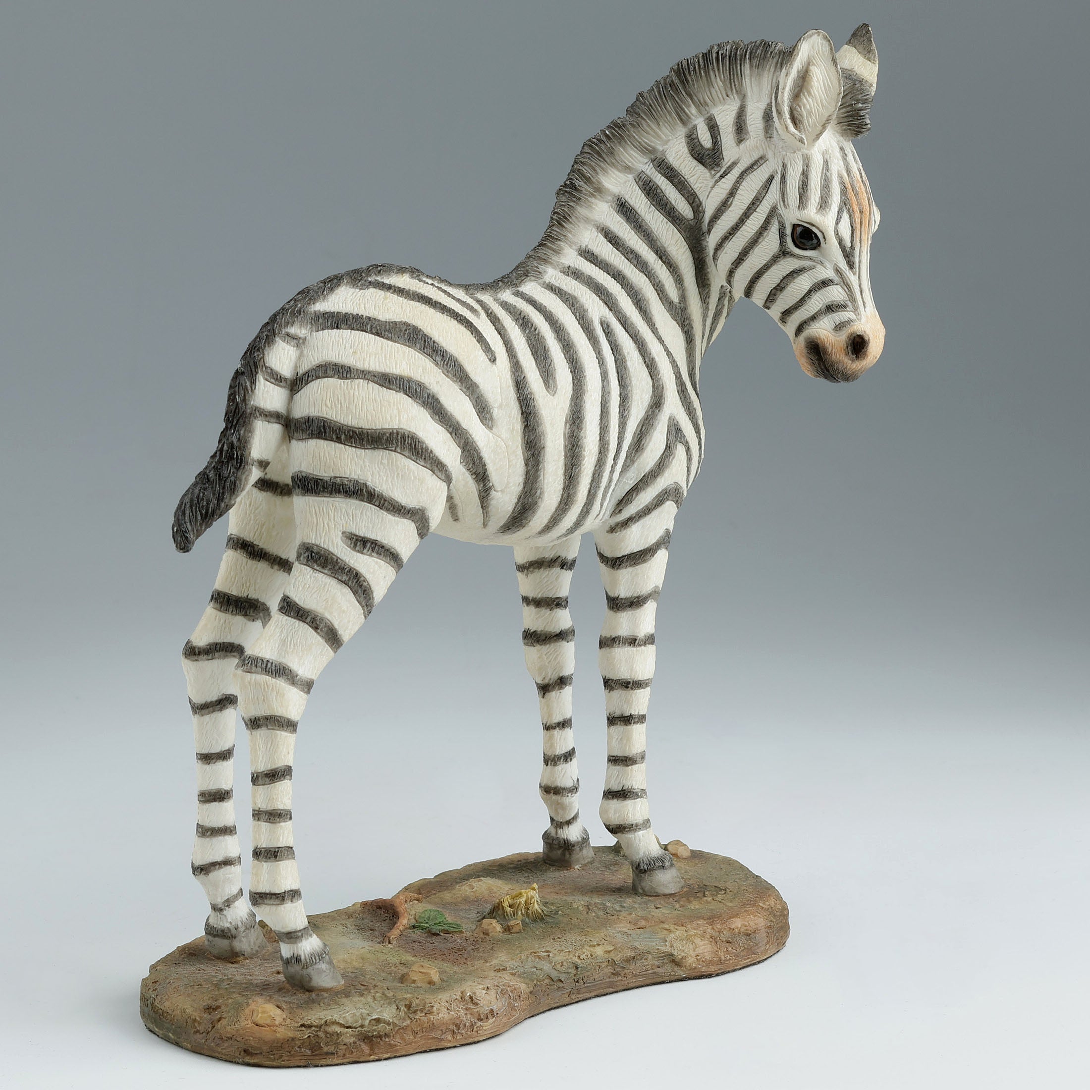 Baby Zebra