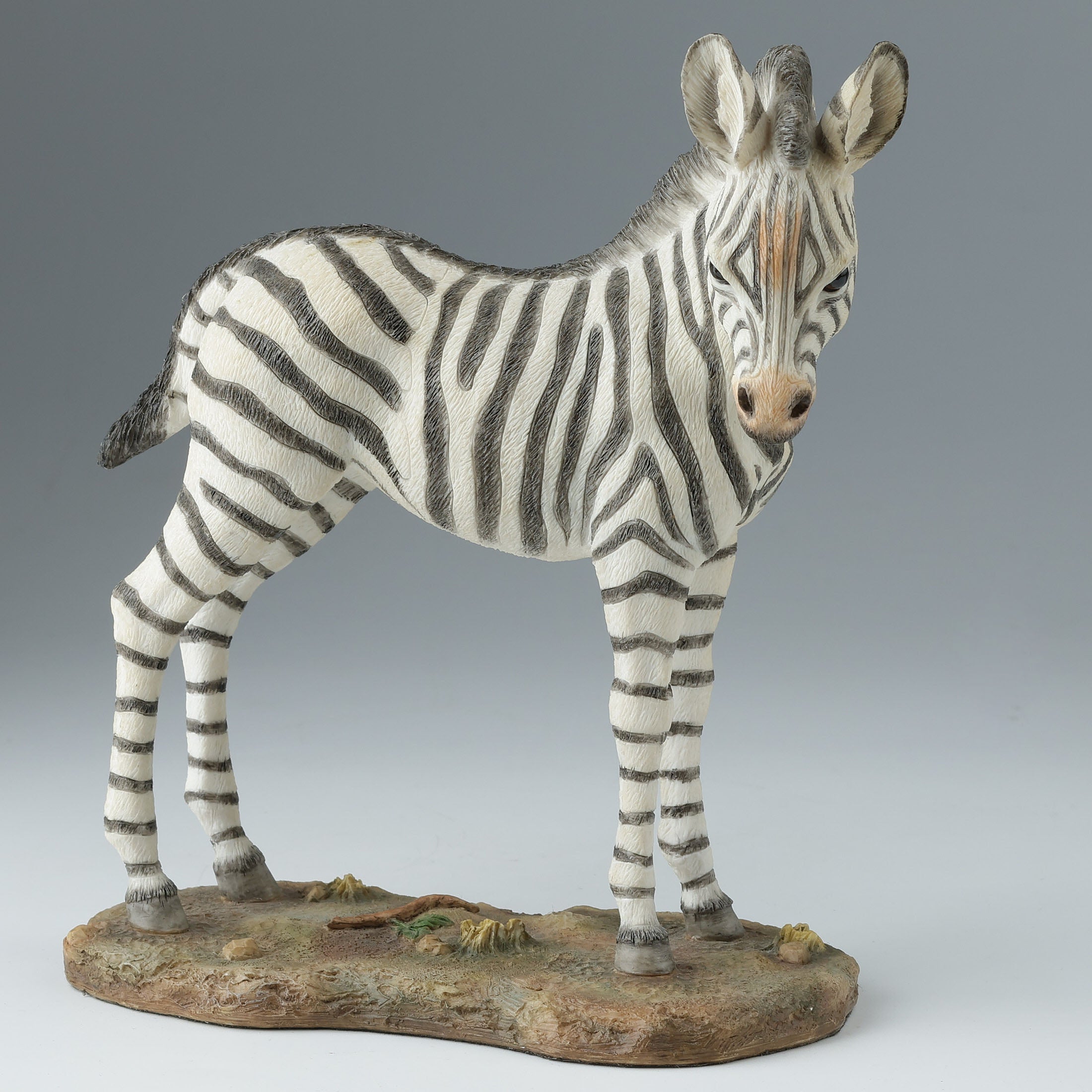 Baby Zebra