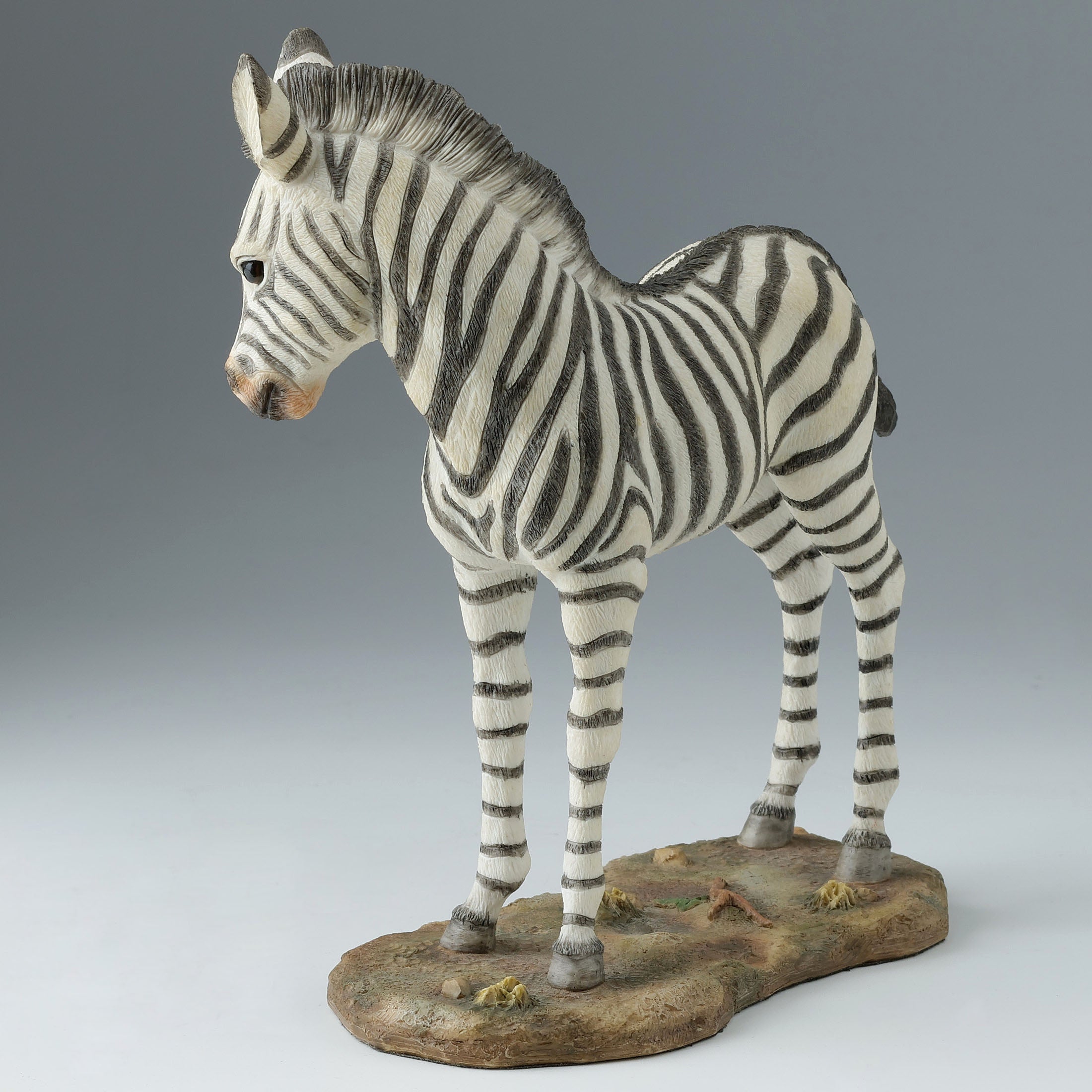 Baby Zebra