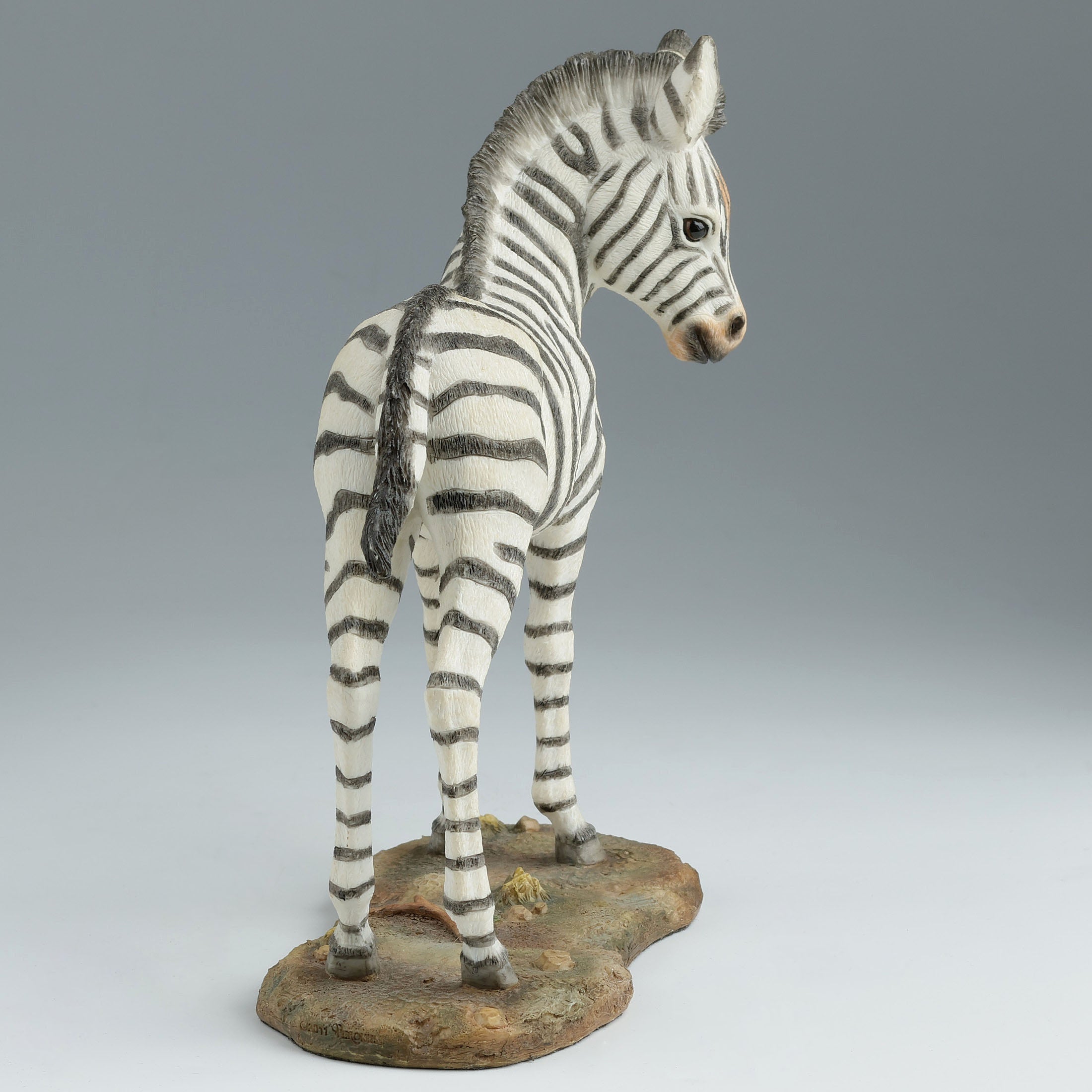 Baby Zebra