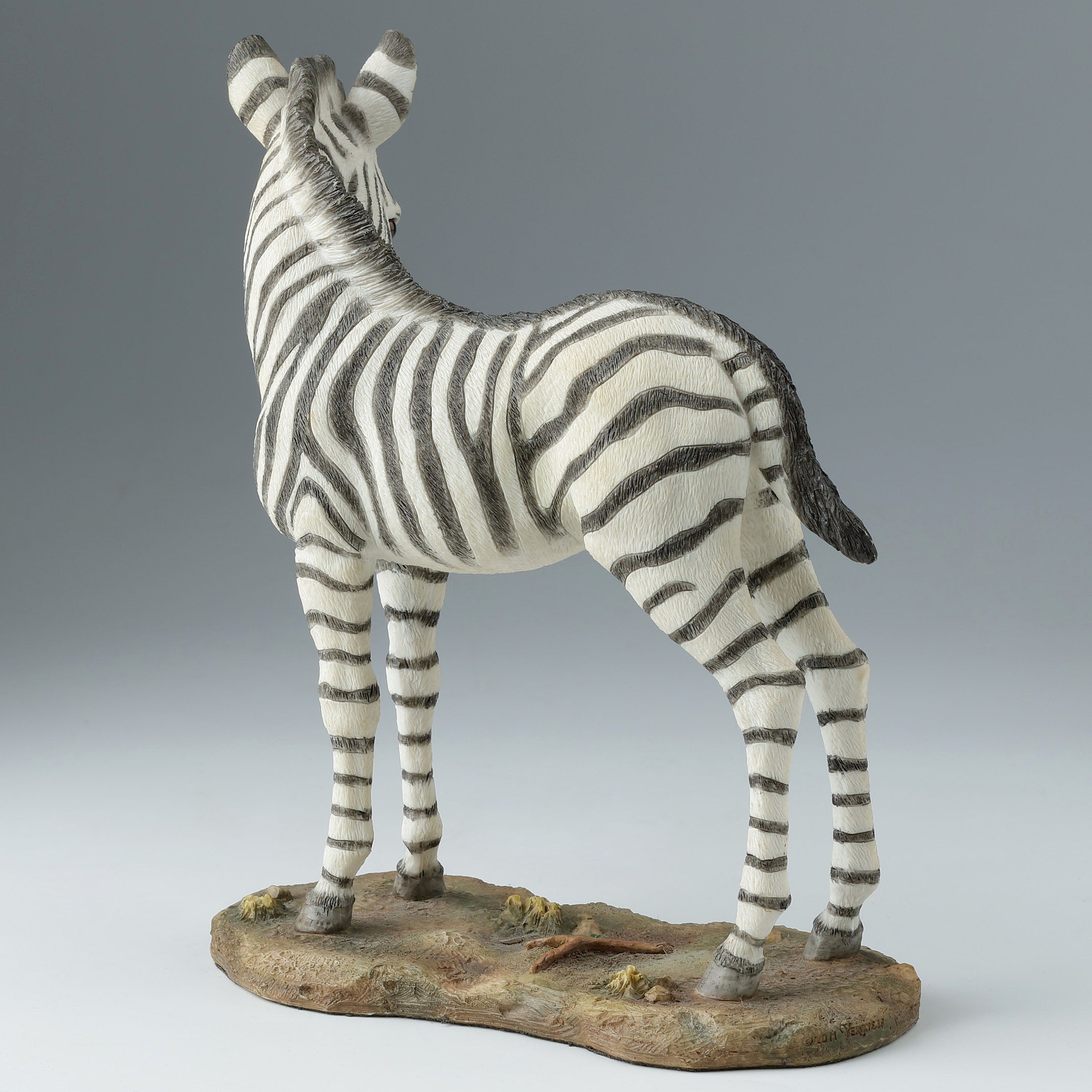 Baby Zebra
