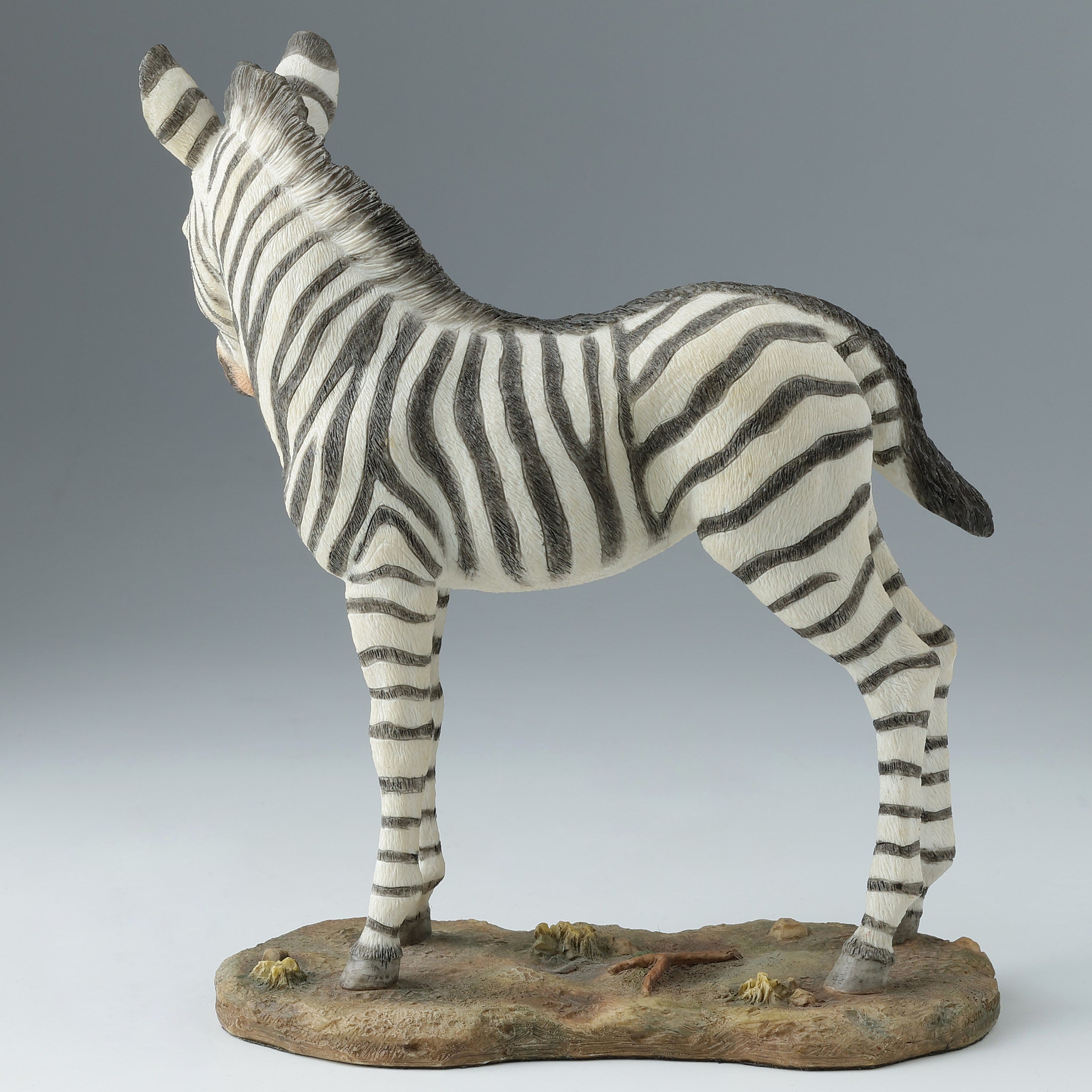 Baby Zebra