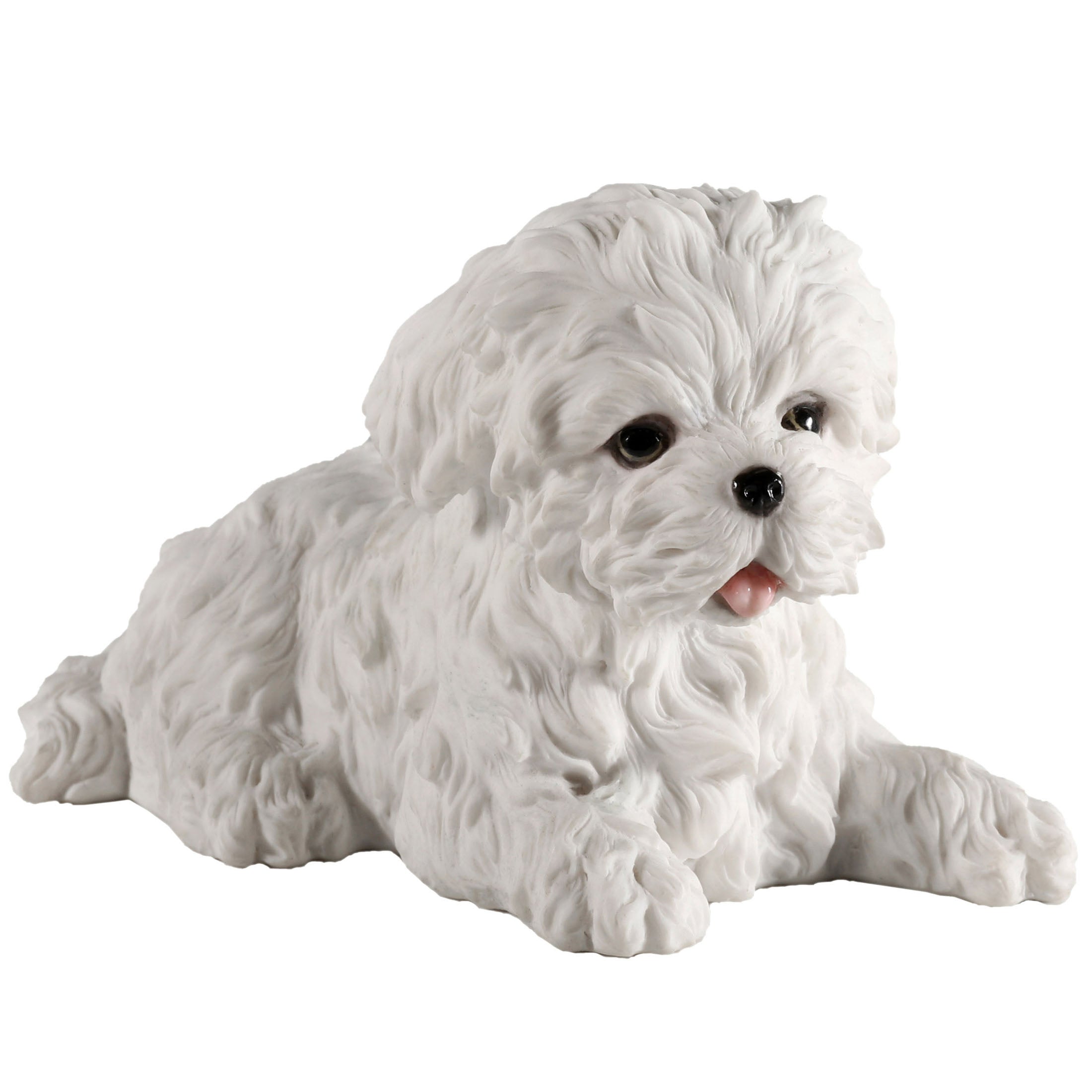 Maltese Puppy
