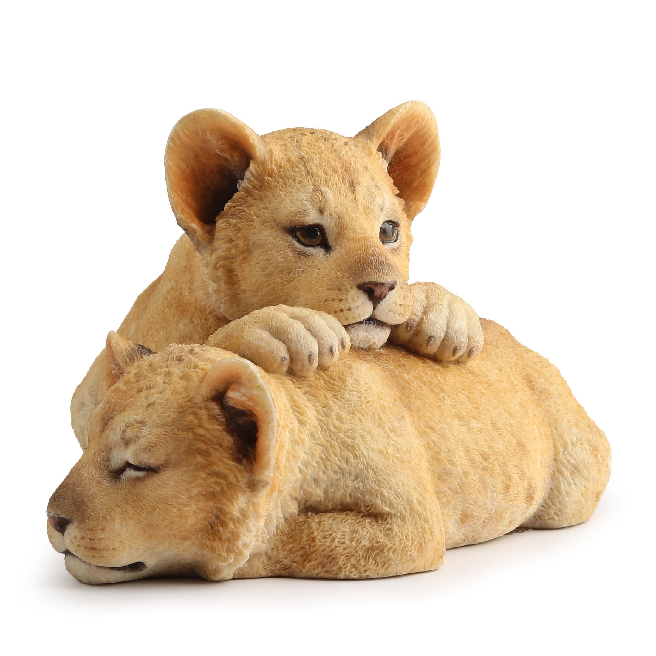 Lion Cubs