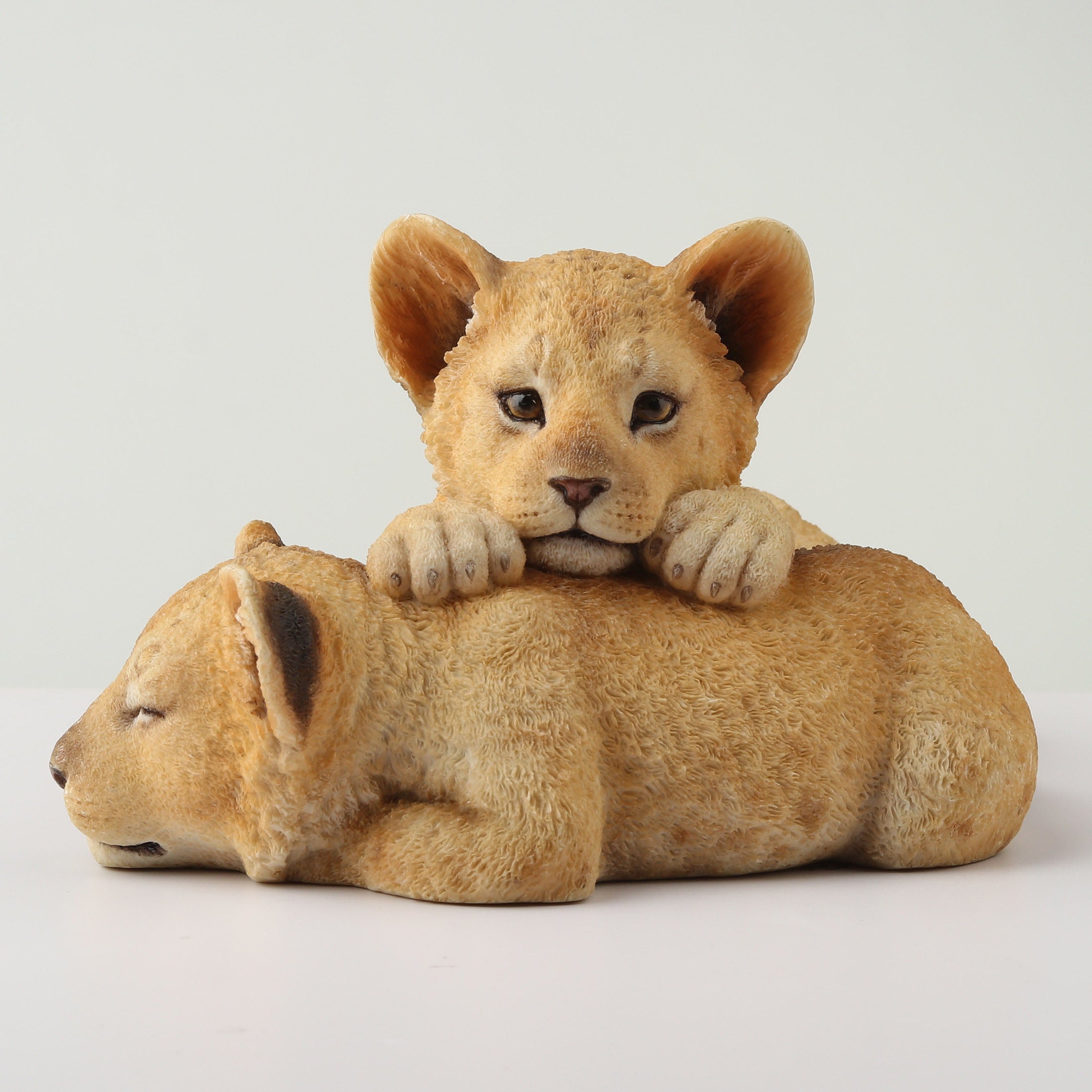 Lion Cubs