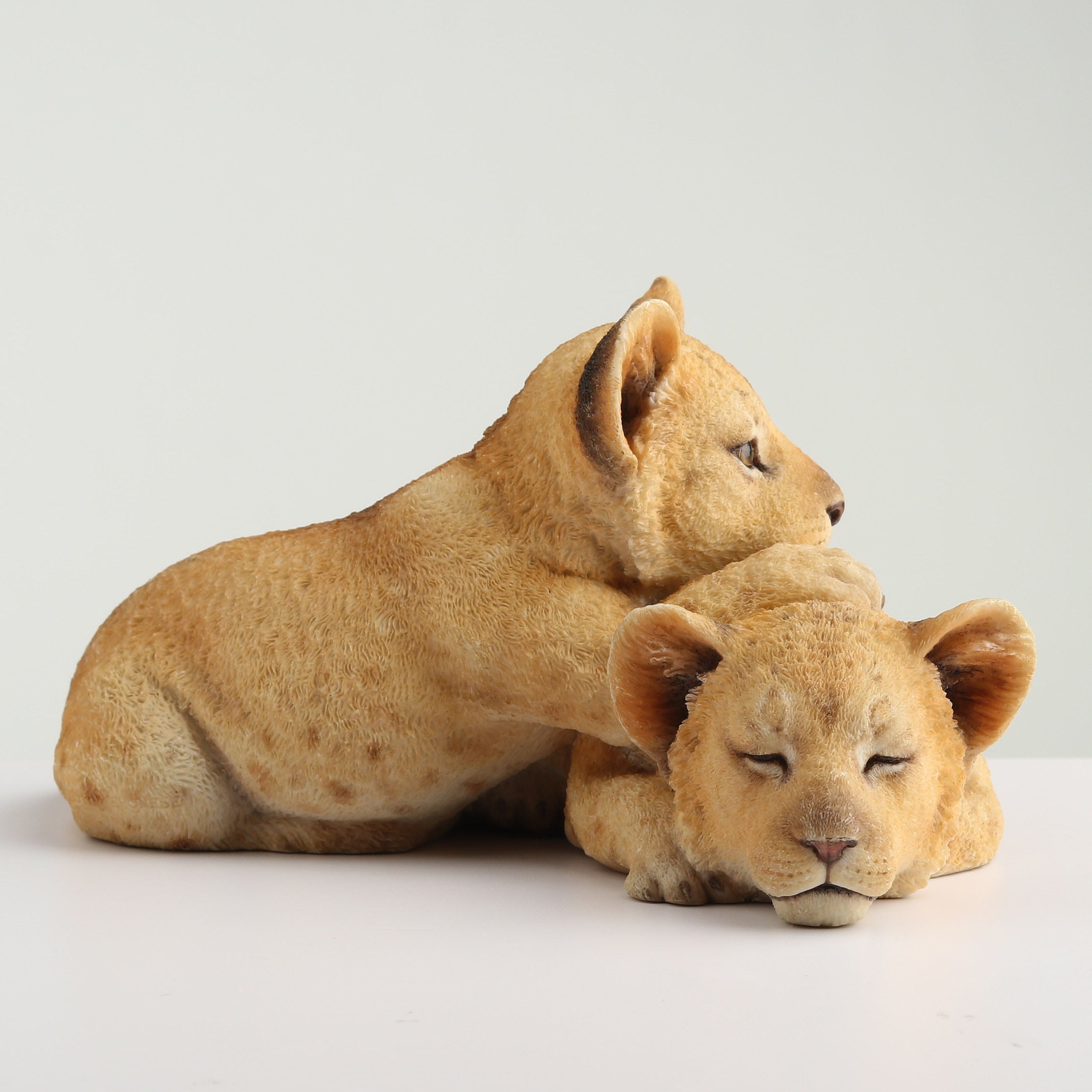 Lion Cubs