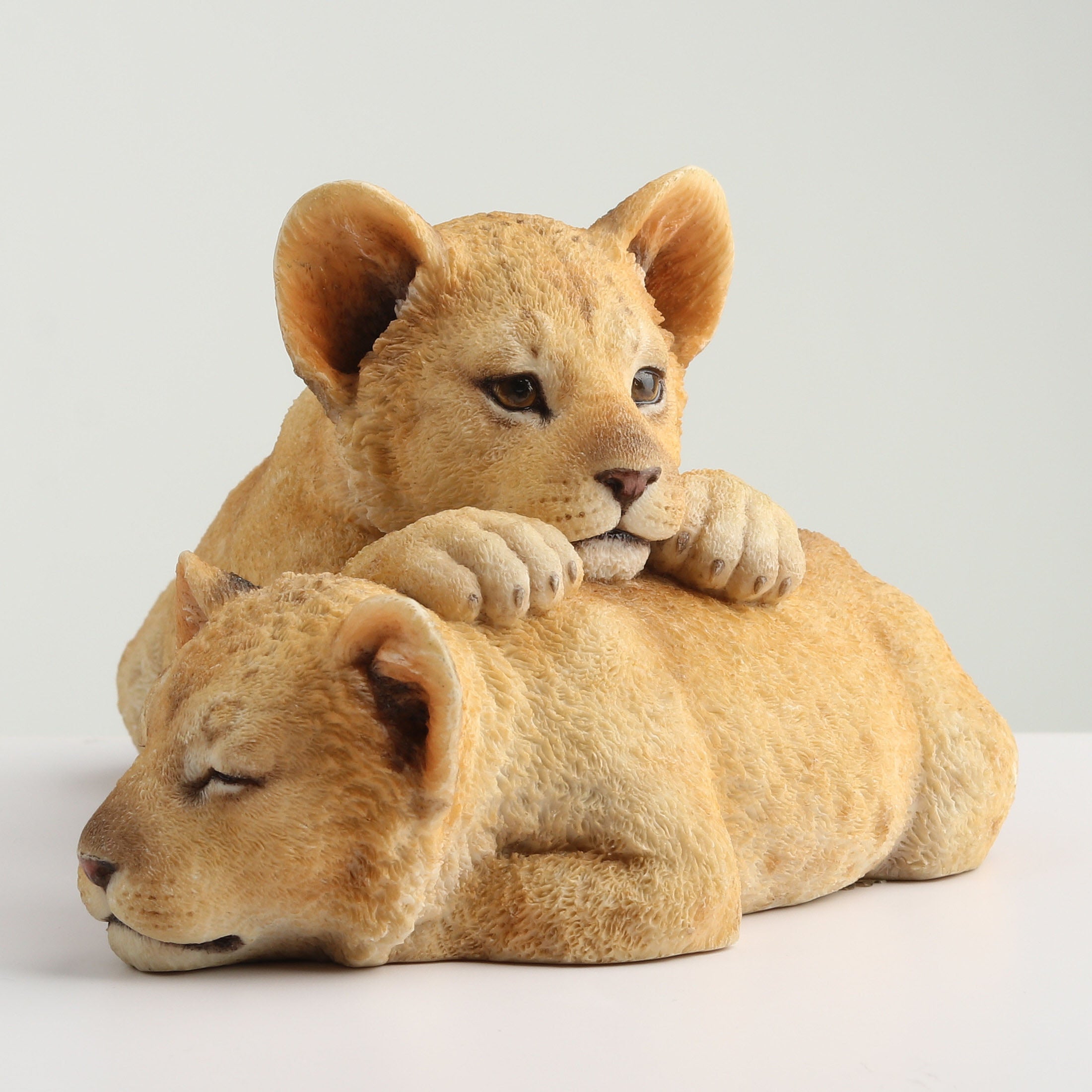 Lion Cubs