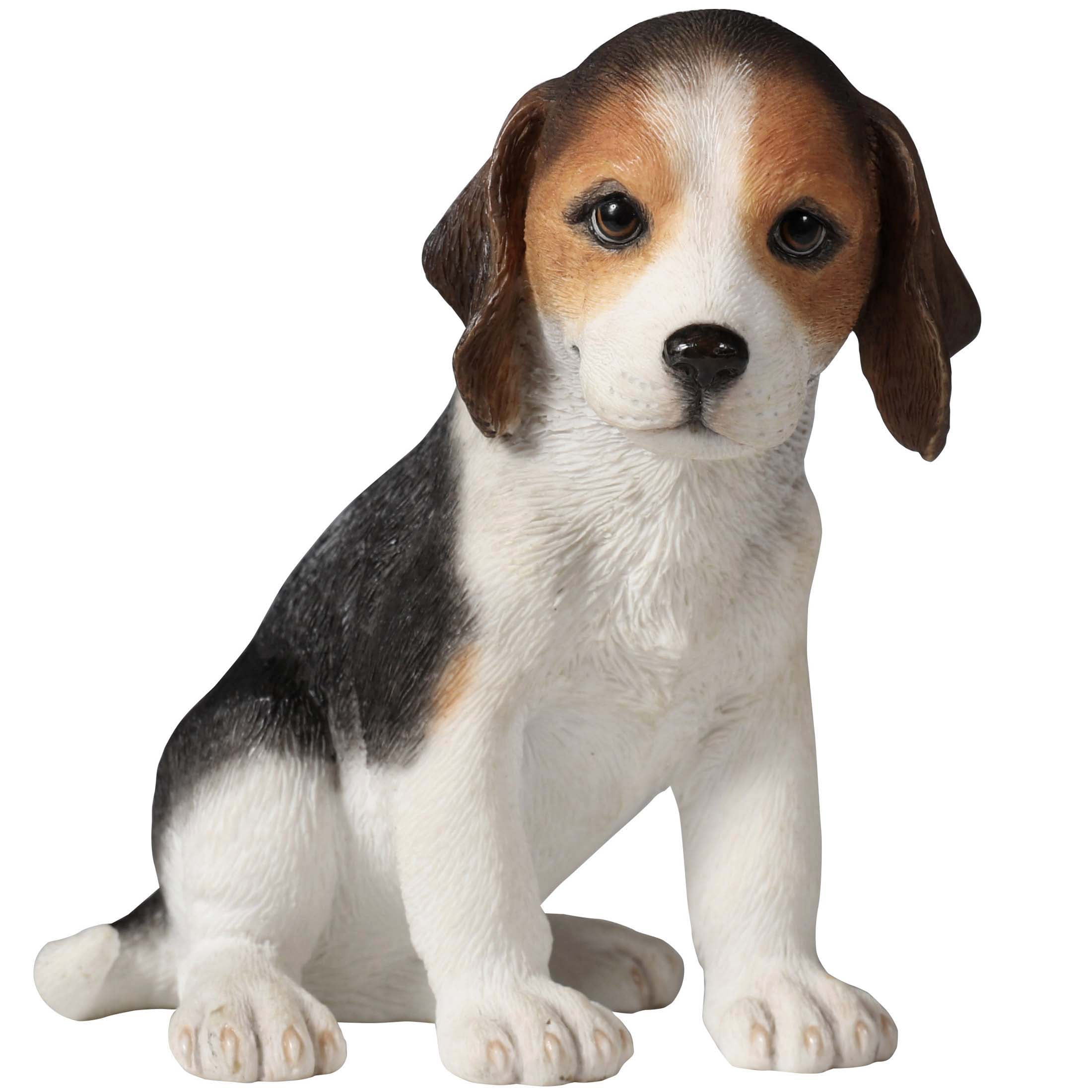 Beagle Puppy