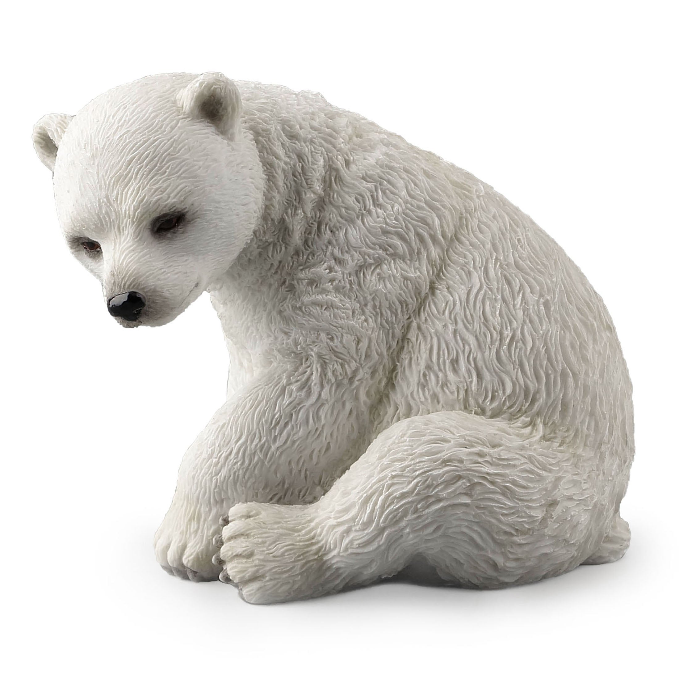 Polar Bear Cub Sitting