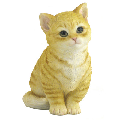 Kitten Sitting