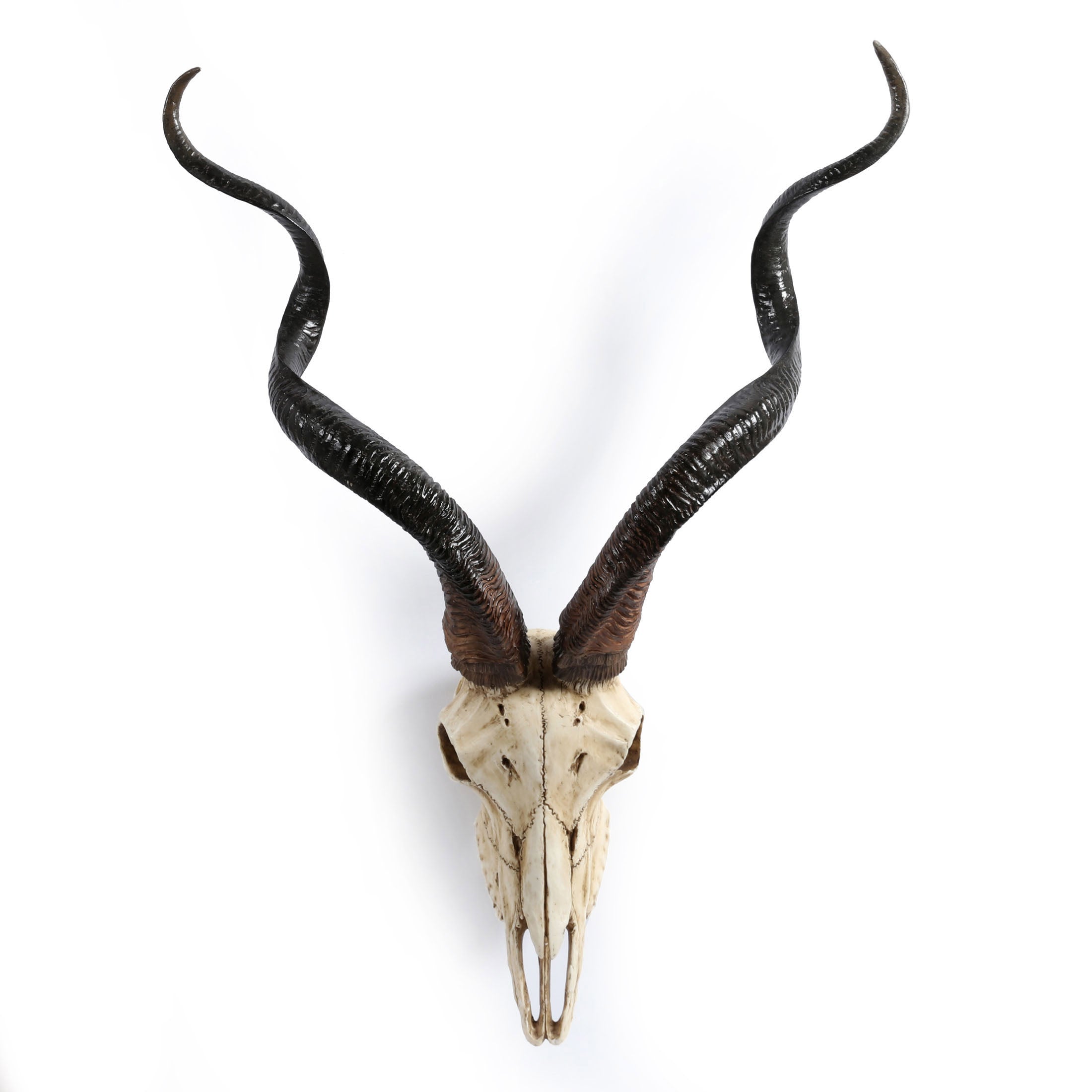 Kudu Skull Wall Plaque (Color)