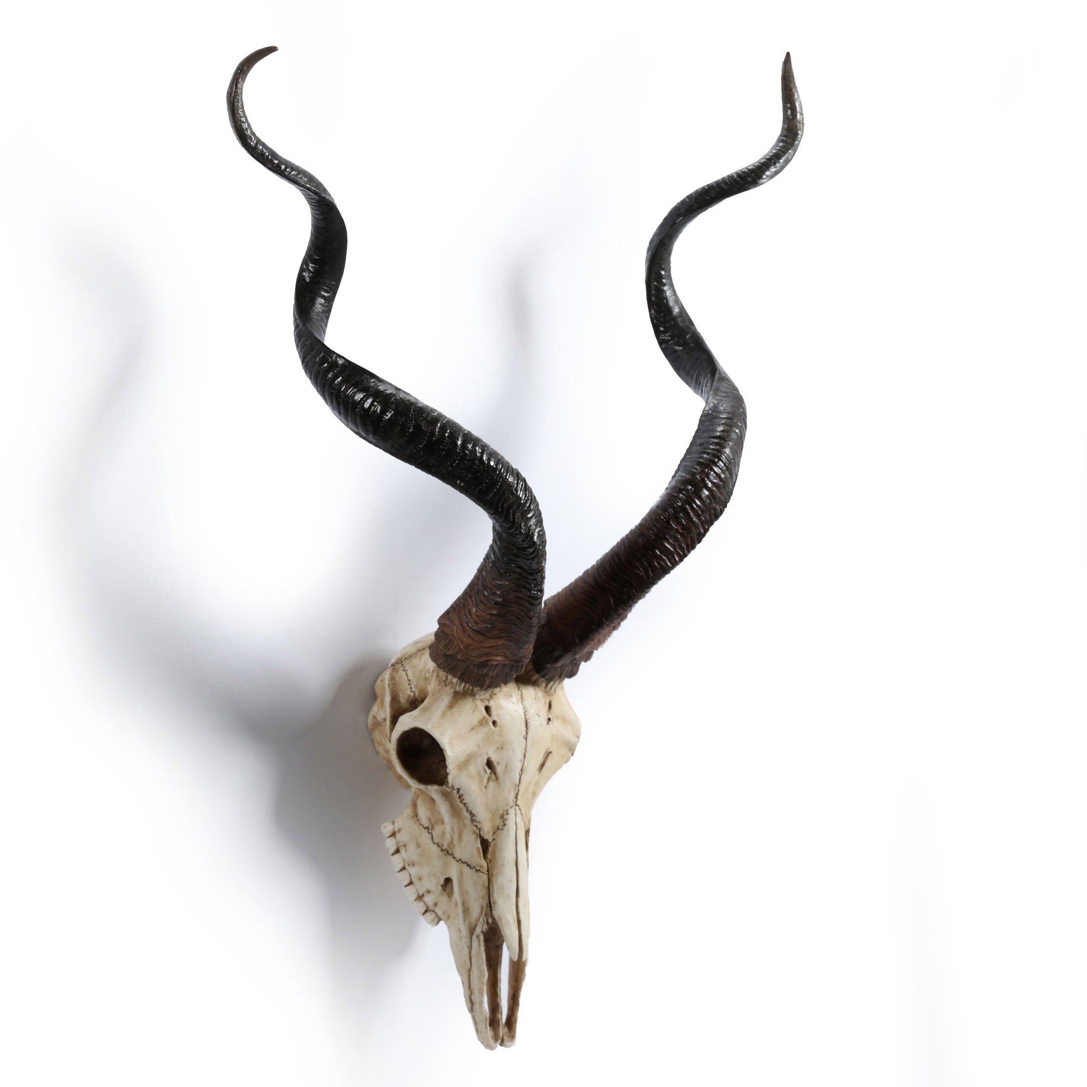 Kudu Skull Wall Plaque (Color)