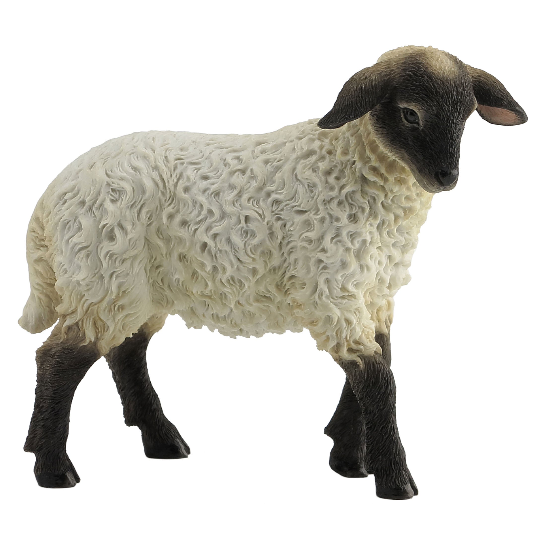 Black Face Lamb