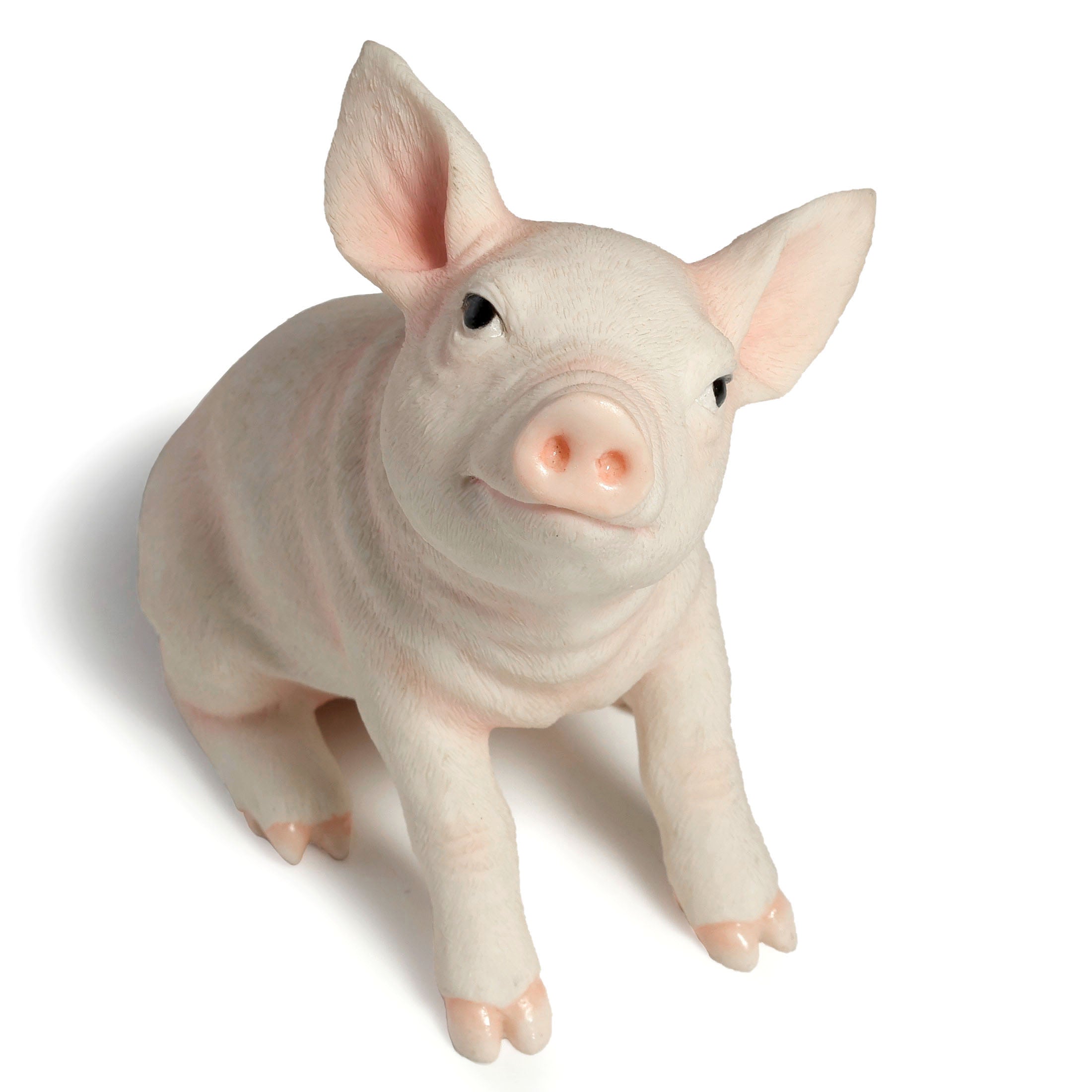 Baby Pig
