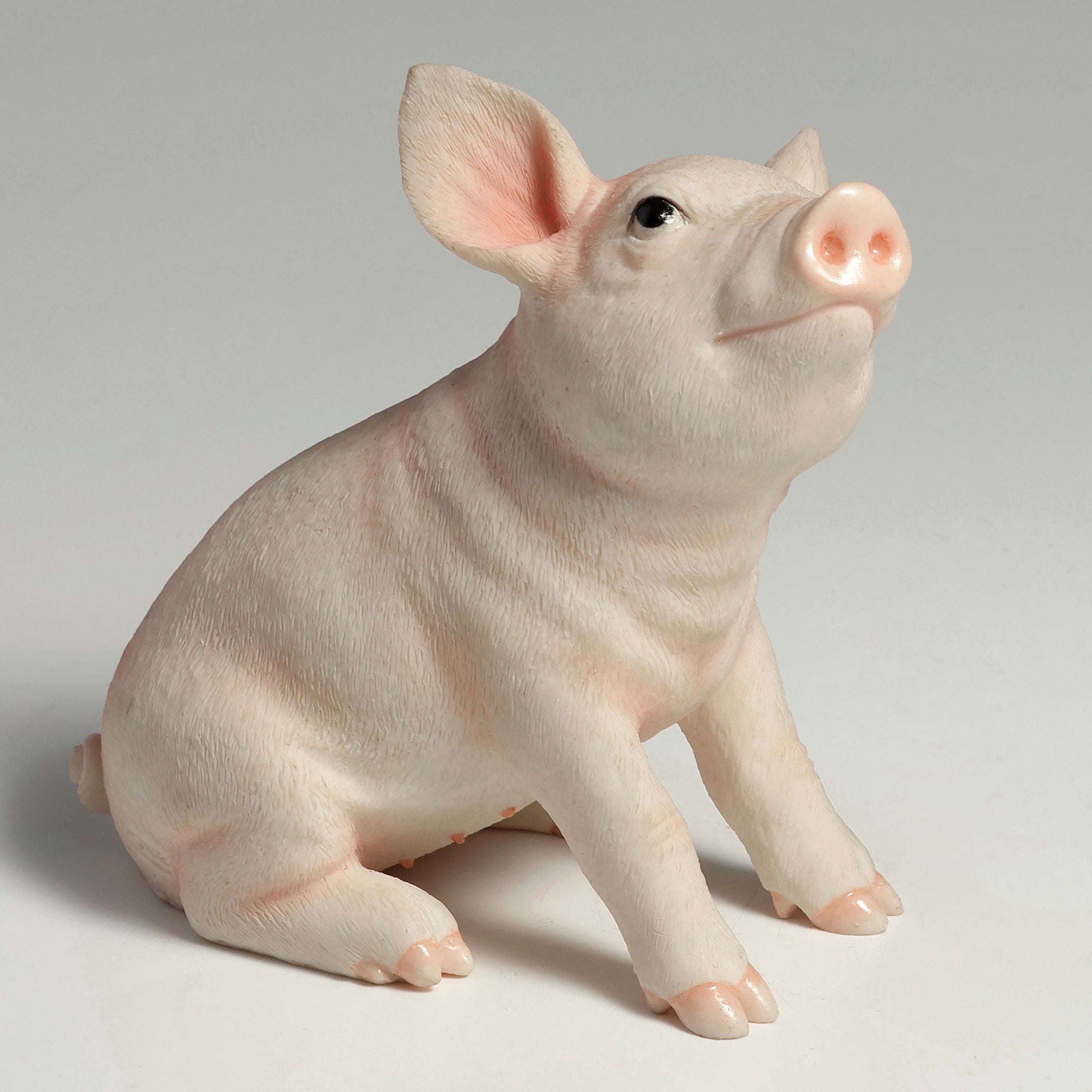 Baby Pig