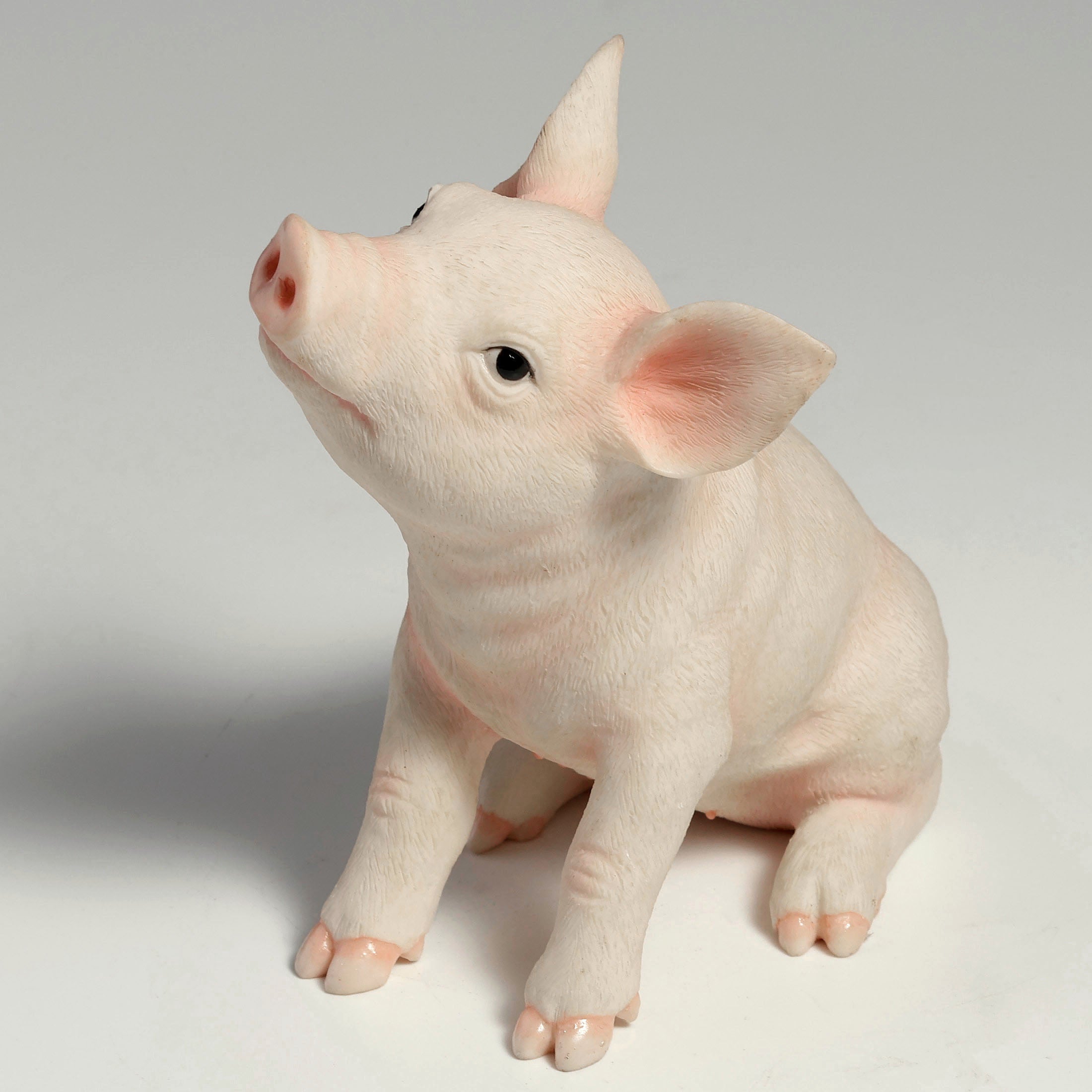 Baby Pig