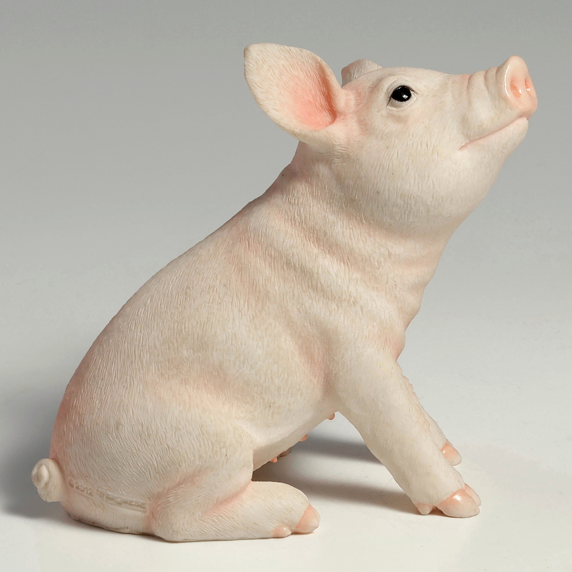 Baby Pig