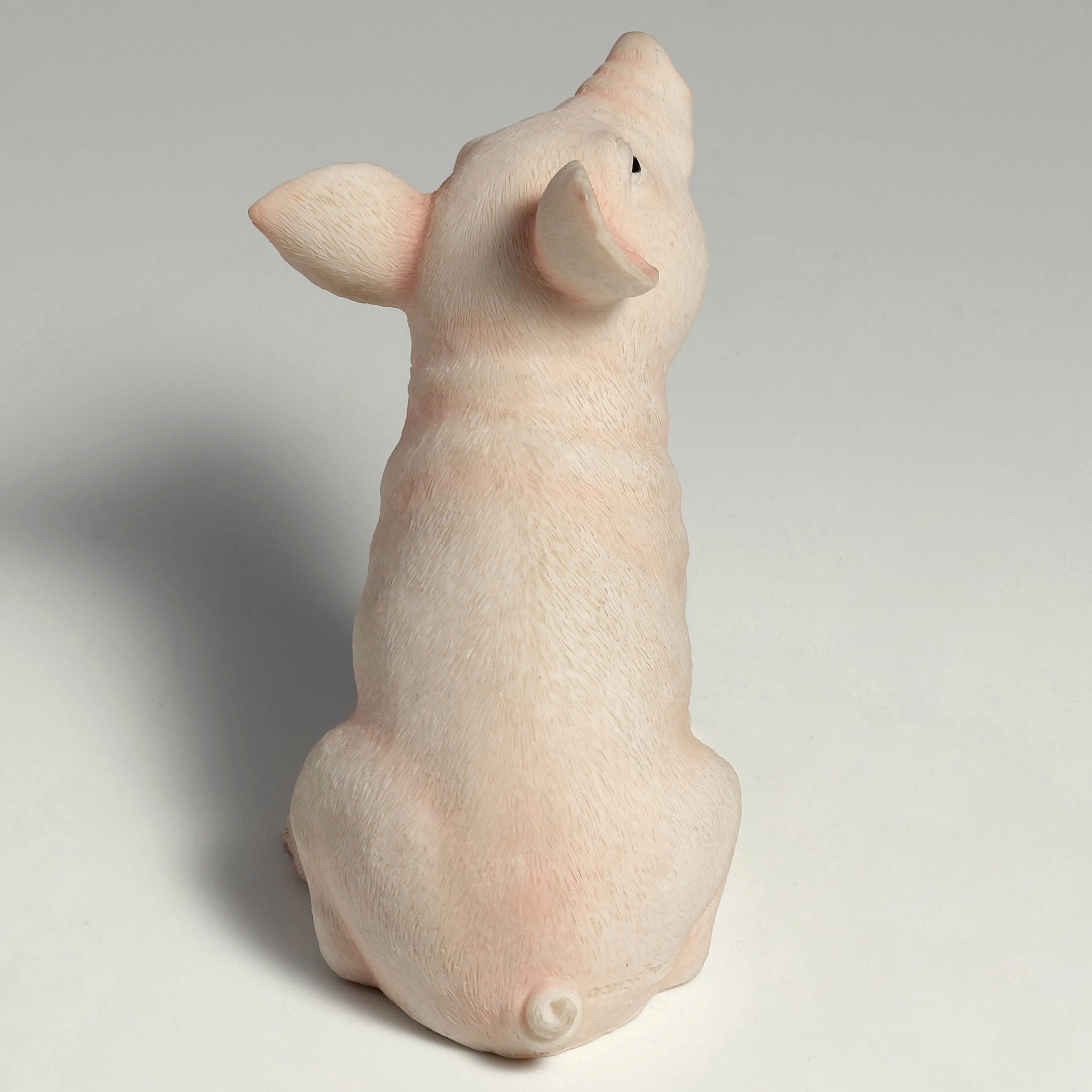 Baby Pig